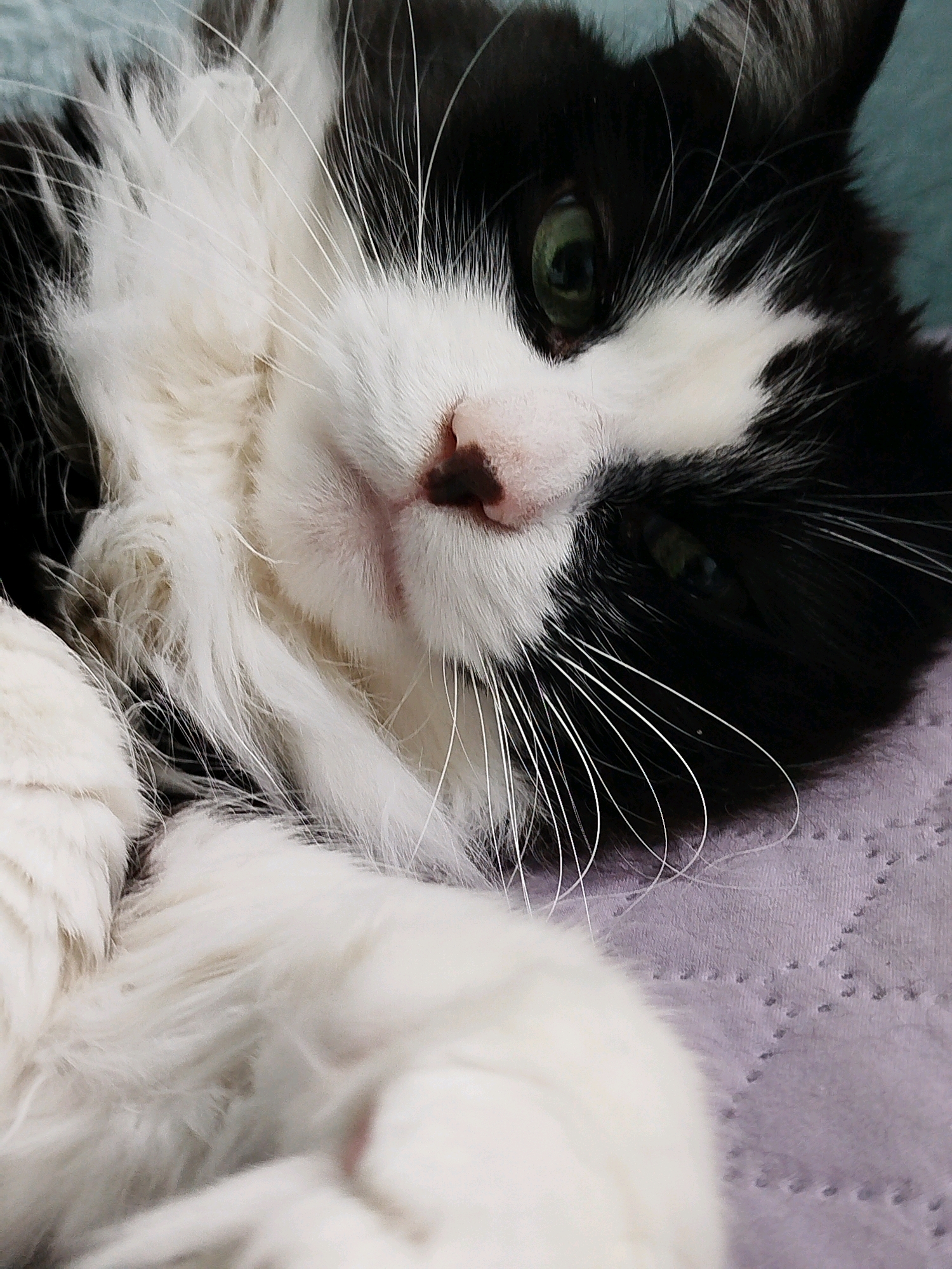 A close-up, eye-level shot shows a black and white cat lying down, looking at the camera with its head tilted. The cat's fur is long and fluffy, with a mixture of black and white patches. Its eyes are green and wide open, and its pink nose is visible. The cat's whiskers are long and white, fanning out from its nose and cheeks. The background is a soft, blurred texture of light purple and teal. The overall impression is one of a relaxed and comfortable pet.