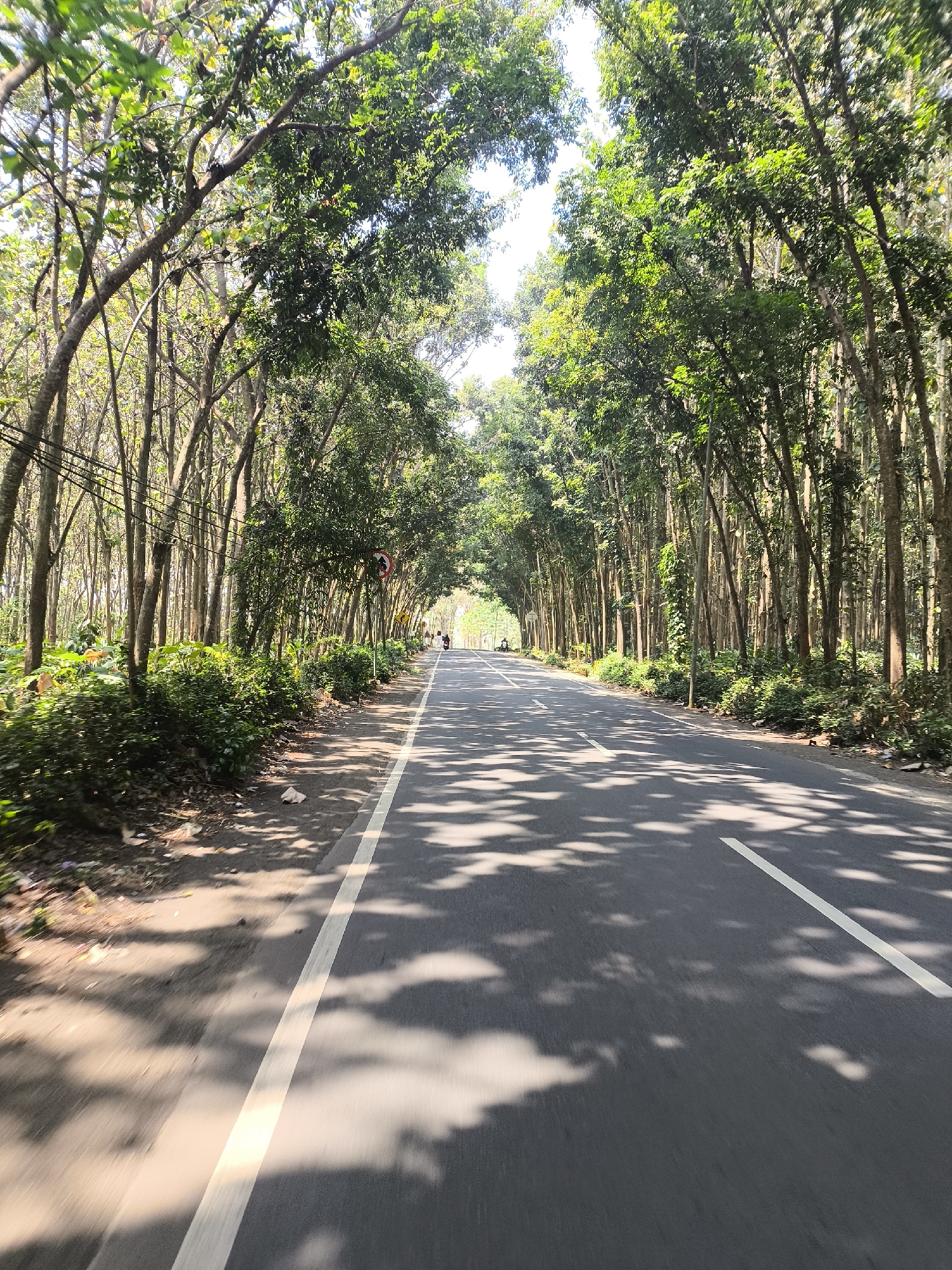 This image depicts a road lined with trees in Senduro, Indonesia. The road appears to be asphalt and has white lines marking the lanes. The trees form a canopy over the road, casting shadows on the asphalt. There are a few people visible in the distance on motorcycles, and some signage along the side of the road. The surrounding environment is lush and green, with dense foliage on either side of the road. The lighting suggests it is daytime, with sunlight filtering through the trees.