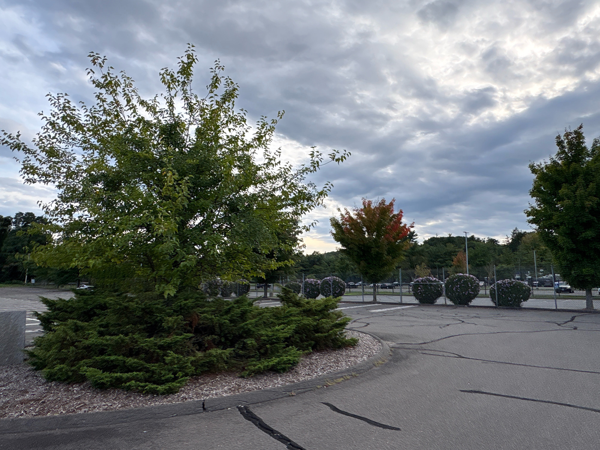 The image captures an outdoor scene on a cloudy day, likely in Windsor, United States of America. The foreground is dominated by a paved surface with dark, cracked asphalt, possibly a parking lot. To the left, a rounded planting bed filled with wood chip mulch surrounds a large, bushy green shrub at the base of a leafy green tree. The tree's branches extend upwards and fill a significant portion of the left side of the frame, with its leaves showing some signs of fall color.
Further back, the parking lot continues, marked with white lines. Beyond the parking lot, a chain-link fence encloses a grassy area with more trees. Several large, spherical bushes or ornamental plants, possibly with purple flowers, are strategically placed along the fence line, creating a decorative border. In the middle distance, a deciduous tree displays vibrant red and orange foliage, indicating the season is autumn. Various vehicles are visible parked in the lot behind the fence. The sky above is overcast, with dramatic, layered grey clouds that suggest an impending change in weather. The overall impression is one of an urban or suburban environment, possibly a park, a commercial area, or a recreational facility, enhanced with landscaping.
