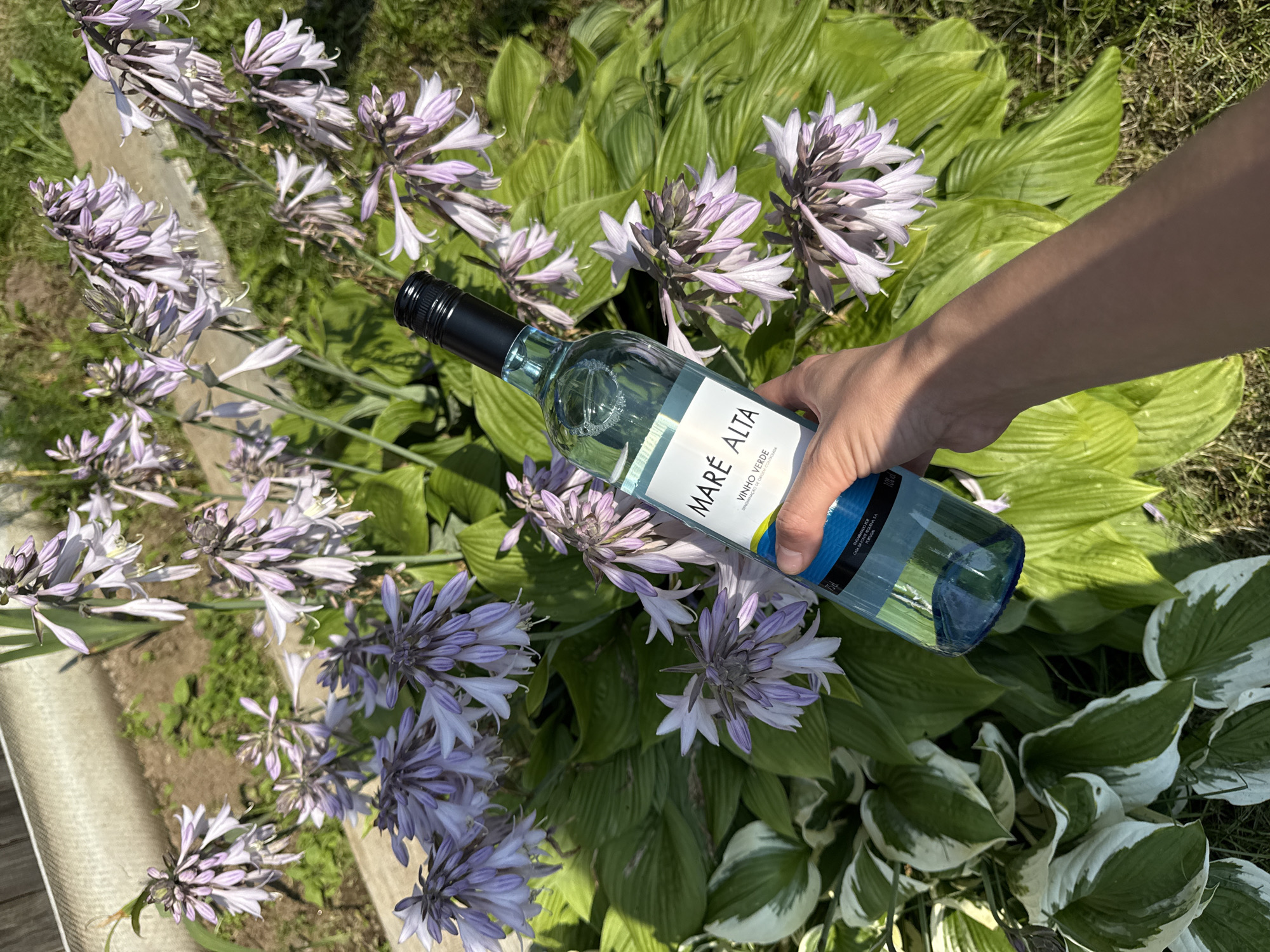 A hand is holding a bottle of white wine in front of a cluster of flowering hosta plants and a wooden fence in Zasechnyi, Russia. The bottle is green glass with a white label that reads "MARÉ ALTA VINHO VERDE". The flowers are pale purple and white. The sun is shining, casting shadows on the grass and fence.