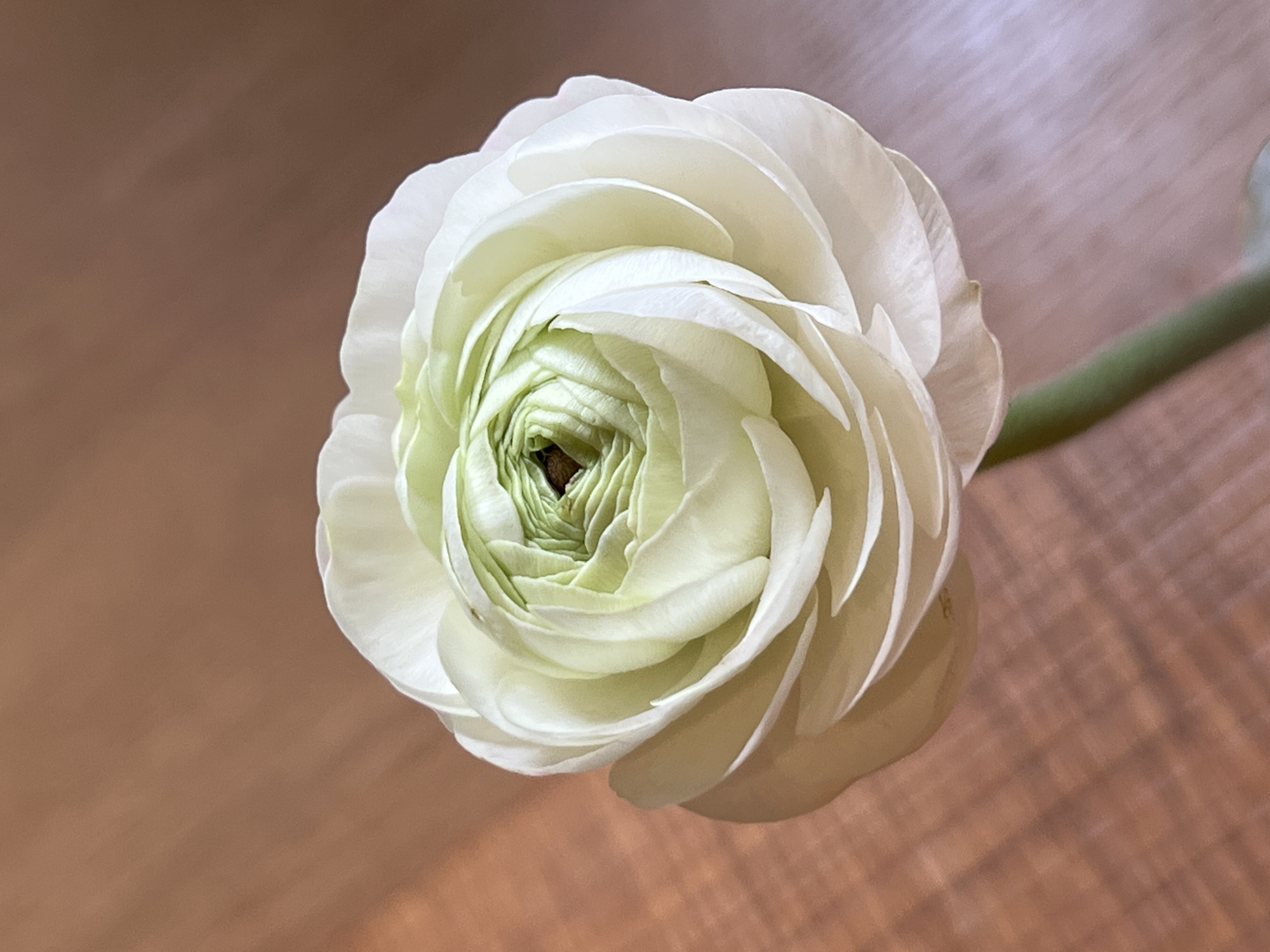 The image depicts a white ranunculus flower with densely packed petals, viewed from above. The innermost petals have a subtle green hue. A green stem extends to the right of the flower head. The flower is set against a blurred brown background, likely a wooden surface. There is no indication of the image being taken in Saint Petersburg, Russia. There are no people, interactions or actions in the image.