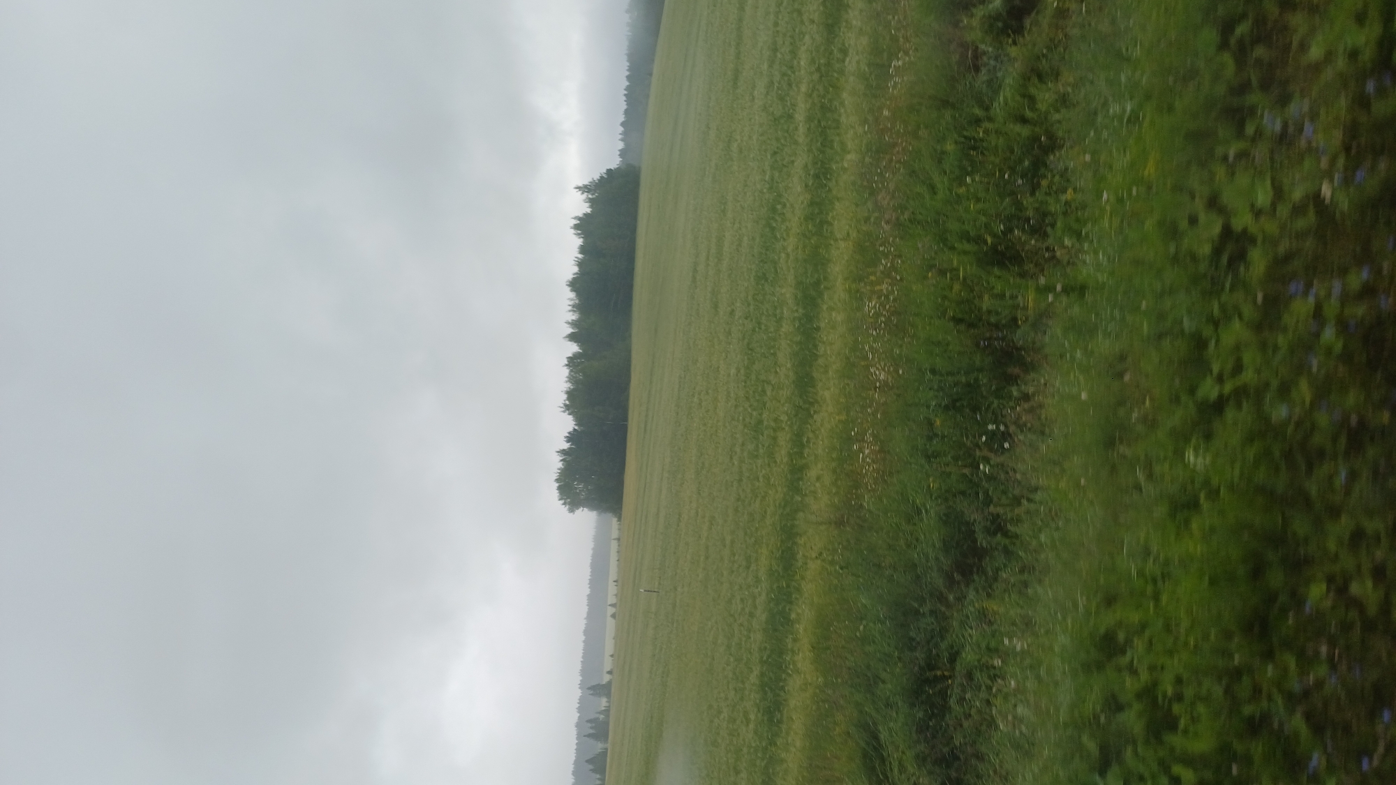 The image depicts a vast, overcast rural landscape in Buranovo, Russia. In the foreground, there is lush green grass and wildflowers, appearing slightly blurred, suggesting movement or a shallow depth of field. Behind this, a large, green field stretches out, possibly a crop field, with subtle horizontal striations. A line of dense trees forms a dark green band across the middle ground, with more distant, less defined treelines and misty hills on the horizon. The sky is a uniform, light gray, indicating cloudy or foggy weather. There are no people or specific structures visible in the image, just the natural environment.