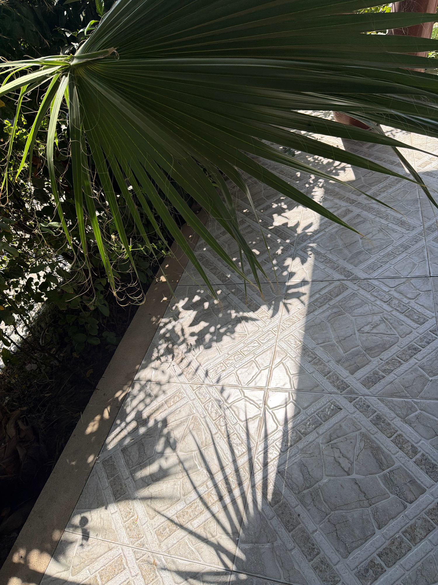 A palm frond casts a distinct shadow on a tiled outdoor surface. The image is taken from a high angle, looking down at the ground. The palm frond, a vibrant green, dominates the upper left portion of the frame. The tiling below is a neutral color, with a geometric pattern. Sunlight creates sharp contrasts and patterns of light and shadow on the tiles, suggesting it is a sunny day. The scene appears to be a residential or public outdoor space. There are no people visible in the image. The location is identified as Salyan, Azerbaijan.