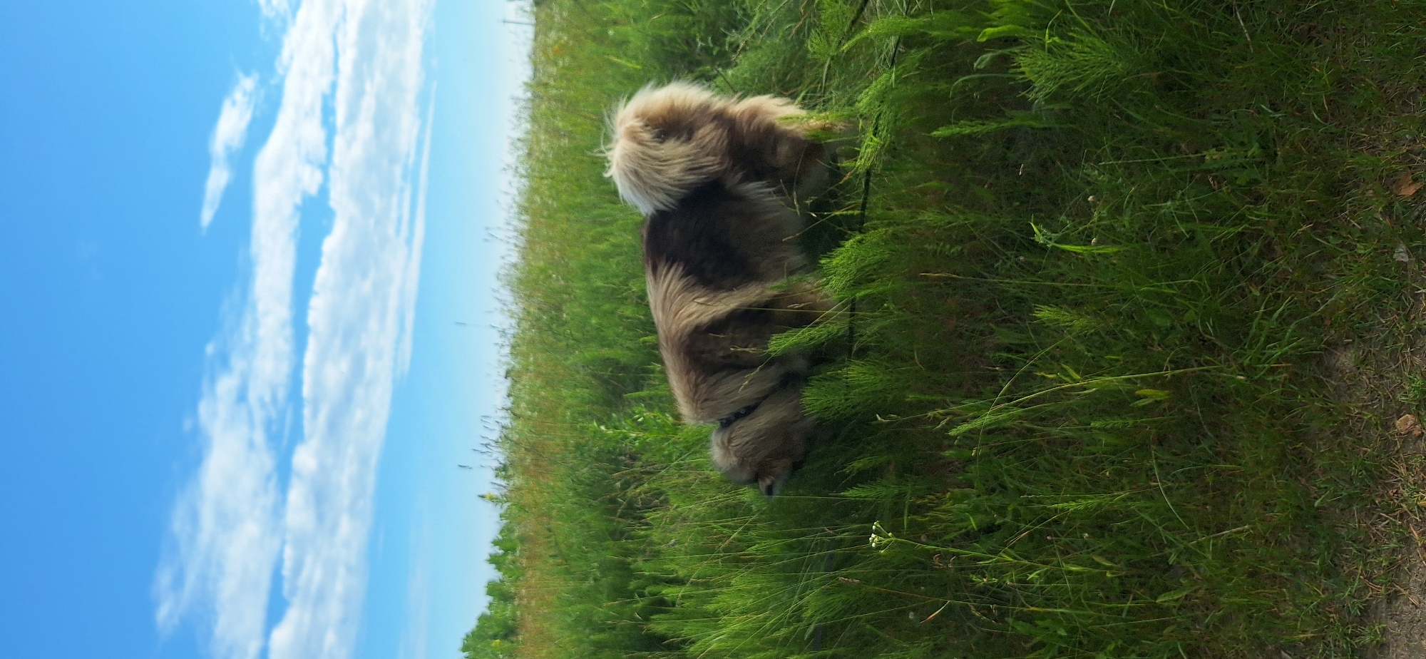 A fluffy, long-haired dog with brown and tan coloring is standing in tall green grass on a bright, sunny day. The dog is facing to the left, with its back towards the camera. Its tail is curled up over its back, and its head is low to the ground as if sniffing or looking for something. The dog appears to be wearing a black harness.
The scene is dominated by lush green vegetation, with some taller, feathery grasses interspersed among shorter blades. The background on the left side of the image shows a vibrant blue sky with scattered, fluffy white clouds. The clouds are streaky and thin in some areas, suggesting a light breeze. The angle of the sun and the brightness of the sky indicate it is likely daytime, possibly late morning or early afternoon.
The setting appears to be a natural outdoor environment, such as a field, meadow, or park. There are no man-made structures clearly visible, apart from the dog's harness. The focus is on the dog and the surrounding natural elements, creating a peaceful and serene atmosphere. The image is taken from a slightly elevated perspective, looking down on the dog. There is no visible text in the image.