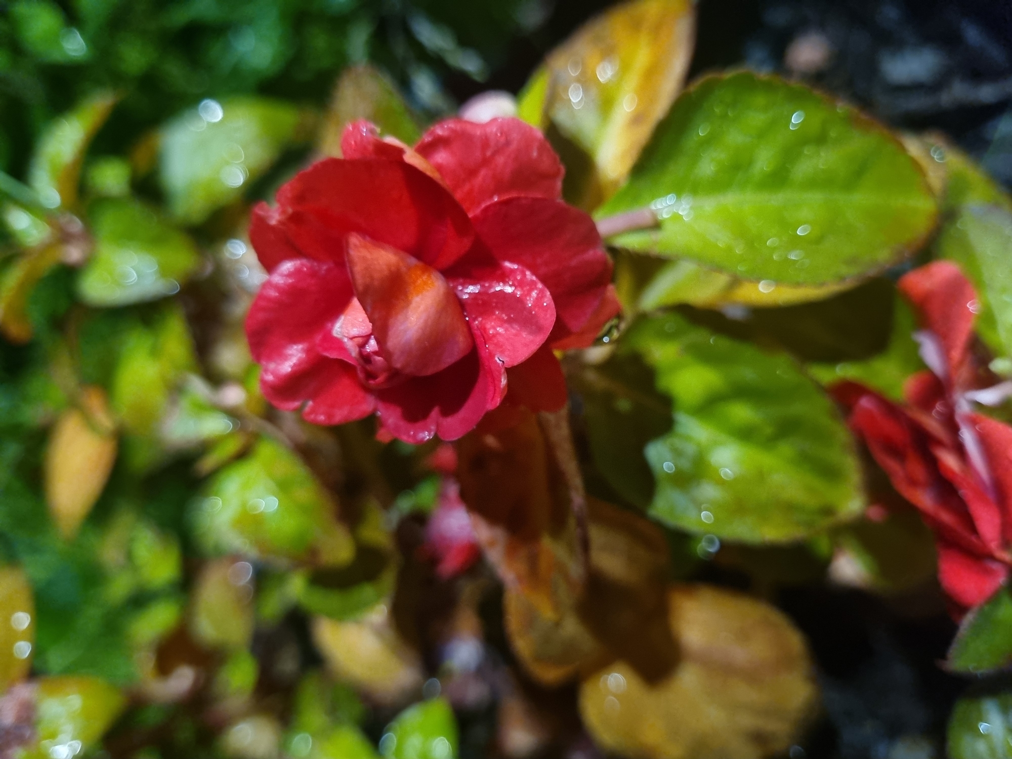 A close-up photograph taken in Kemul, Russia, features a vibrant red flower as its central subject, surrounded by a mix of green and yellowing leaves. The flower, possibly an Impatiens or a similar species, is in full bloom with multiple petals. Numerous small, reflective water droplets are visible on both the petals and the surrounding foliage, suggesting recent rain, heavy dew, or watering.
The background is heavily blurred, creating a shallow depth of field that emphasizes the flower. Many out-of-focus light sources appear as distinct circular bokeh, some exhibiting internal rings, scattered throughout the background. The leaves directly surrounding the flower show a transition from healthy green to shades of yellow and light brown, hinting at natural senescence or seasonal change. The lighting appears somewhat artificial or spotlight-like, intensely illuminating the flower and foreground elements against the darker, blurred backdrop. No specific human activity is depicted. There is no visible text in the image.