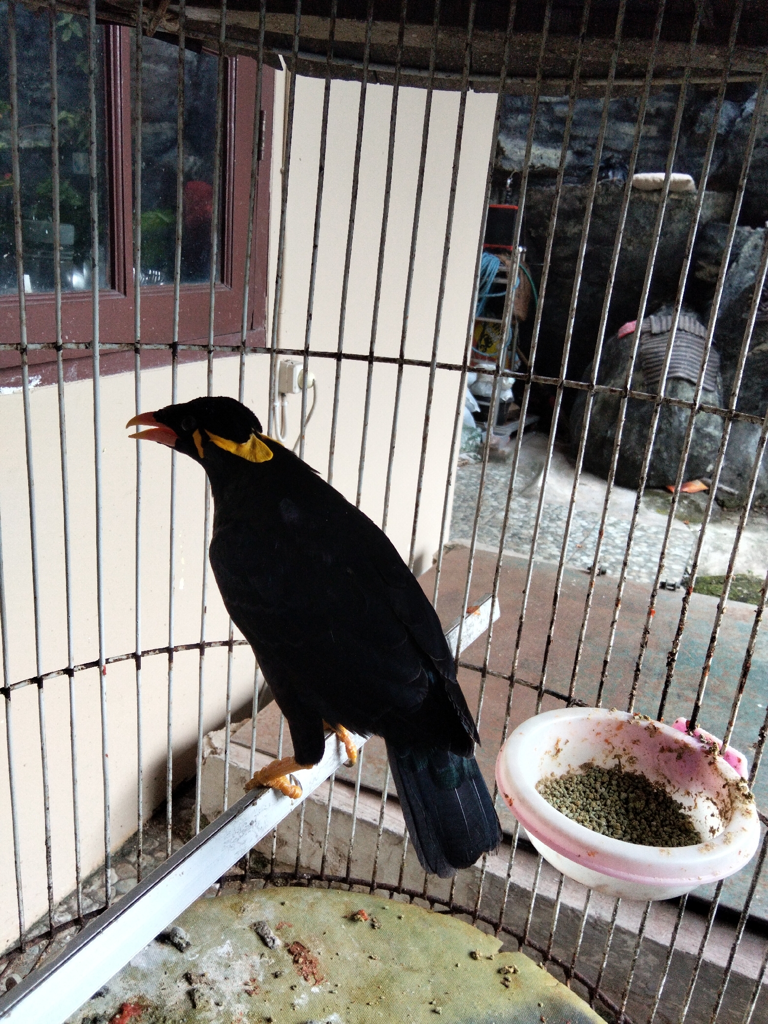 A black bird with yellow markings on its head and throat is perched on a metal bar inside a birdcage. The bird is facing left with its beak open. To the right of the bird, a white bowl with pink trim is filled with birdseed. The birdcage is made of metal bars and has a brown-framed window in the background. Outside the cage, a wall and some rocks are visible. The scene appears to be outdoors, possibly in a backyard or garden in Depok, Indonesia, given the presence of a window with a view of the exterior and the general rustic appearance of the cage and surrounding area.
