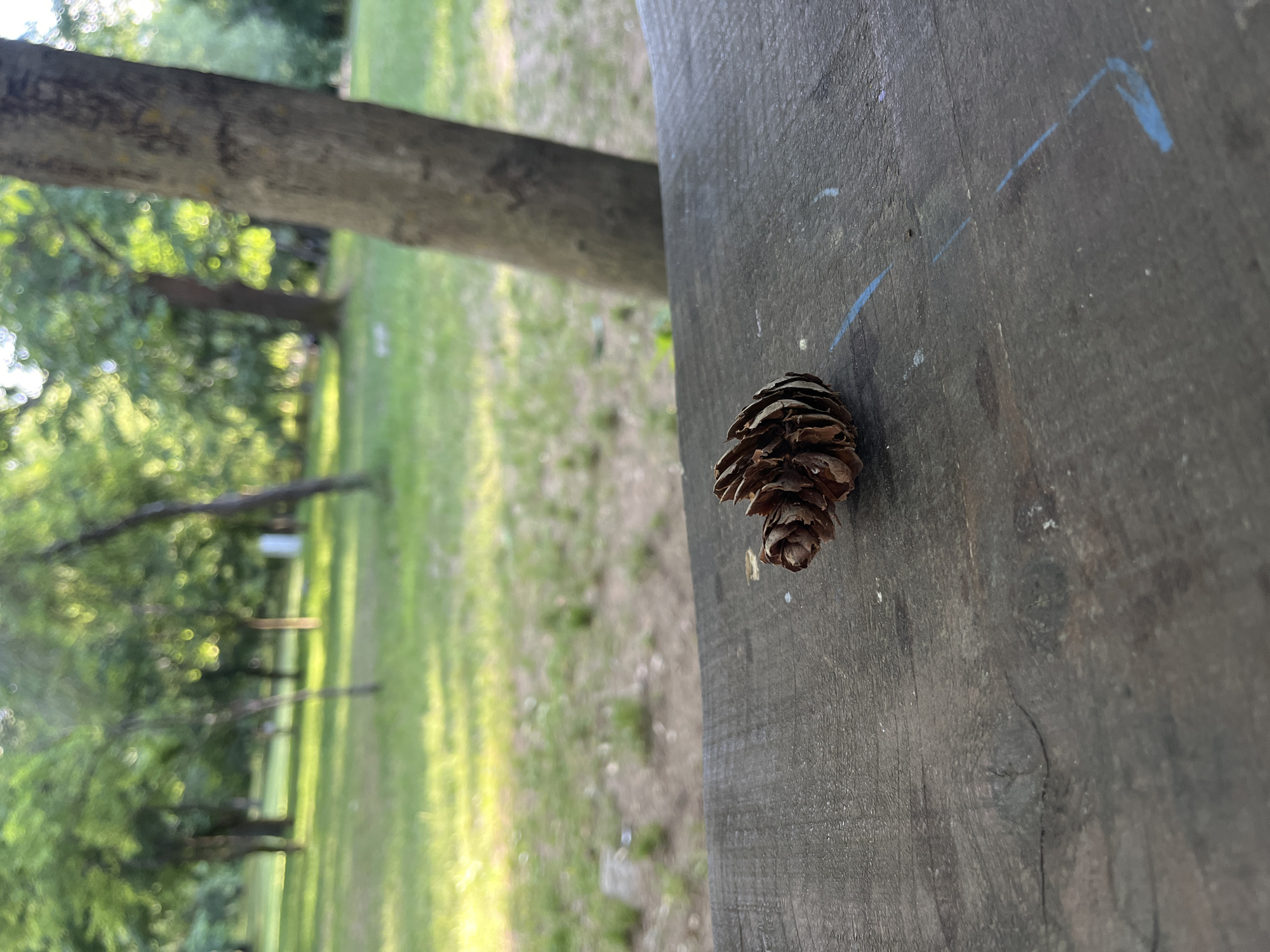 A pine cone sits on a weathered wooden surface. In the background, out of focus, is a grassy area and trees, suggesting a park-like setting. There are blue paint markings on the wooden surface. The image suggests an outdoor location in a natural or semi-natural setting, potentially a park. Specific location details in Blagoevgrad, Bulgaria, are not discernible from the image.