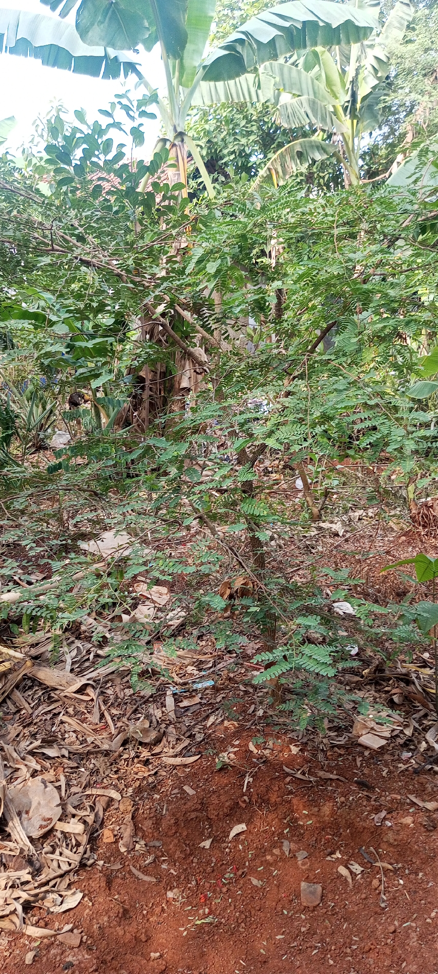 The image depicts a dense, overgrown outdoor area with lush green foliage, including banana trees with large leaves, interspersed with smaller trees and shrubs. The ground is covered with a mix of dry leaves, twigs, and some scattered debris. In the foreground, there is exposed reddish-brown soil. The scene appears to be a natural or semi-natural environment within Taman Rahayu, Indonesia, characterized by its verdant vegetation and somewhat unkempt ground cover. There are no people or discernible human activity visible in the frame.