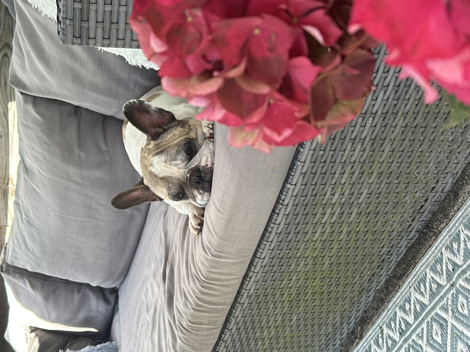 A brindle and white French bulldog is lying on a grey outdoor sofa with its head resting on its paws. The dog is positioned on the right side of the sofa, facing left. In the foreground, out of focus, are large pink flowers, likely hydrangeas. Behind the dog, the sofa is covered with grey cushions. The base of the sofa is made of grey woven material. To the left of the sofa, a glimpse of a patterned rug is visible on the ground. The scene appears to be an outdoor setting, possibly a garden or patio. The lighting suggests it is daytime, with sunlight casting shadows. There is no discernible connection to the city of Steenwijk, Netherlands, as there are no specific landmarks or contextual clues to indicate this location.