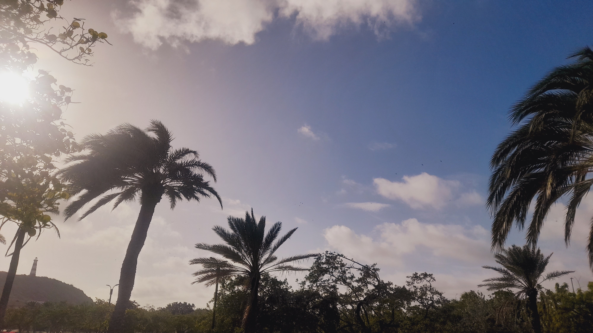 This media file captures a tropical scene with several palm trees silhouetted against a bright, partly cloudy sky. The sun is visible, peeking through the leaves of trees on the left side of the frame, creating a lens flare effect and a hazy atmosphere. In the distance, on a hill, a lighthouse stands prominently. The lower portion of the image is filled with lush green foliage, suggesting a natural or park-like setting. Several small birds are visible as dark specks in the sky. The overall mood is serene and evokes a sense of warm, sunny weather, likely during the daytime. The location cues of palm trees and a lighthouse suggest a coastal or island environment.