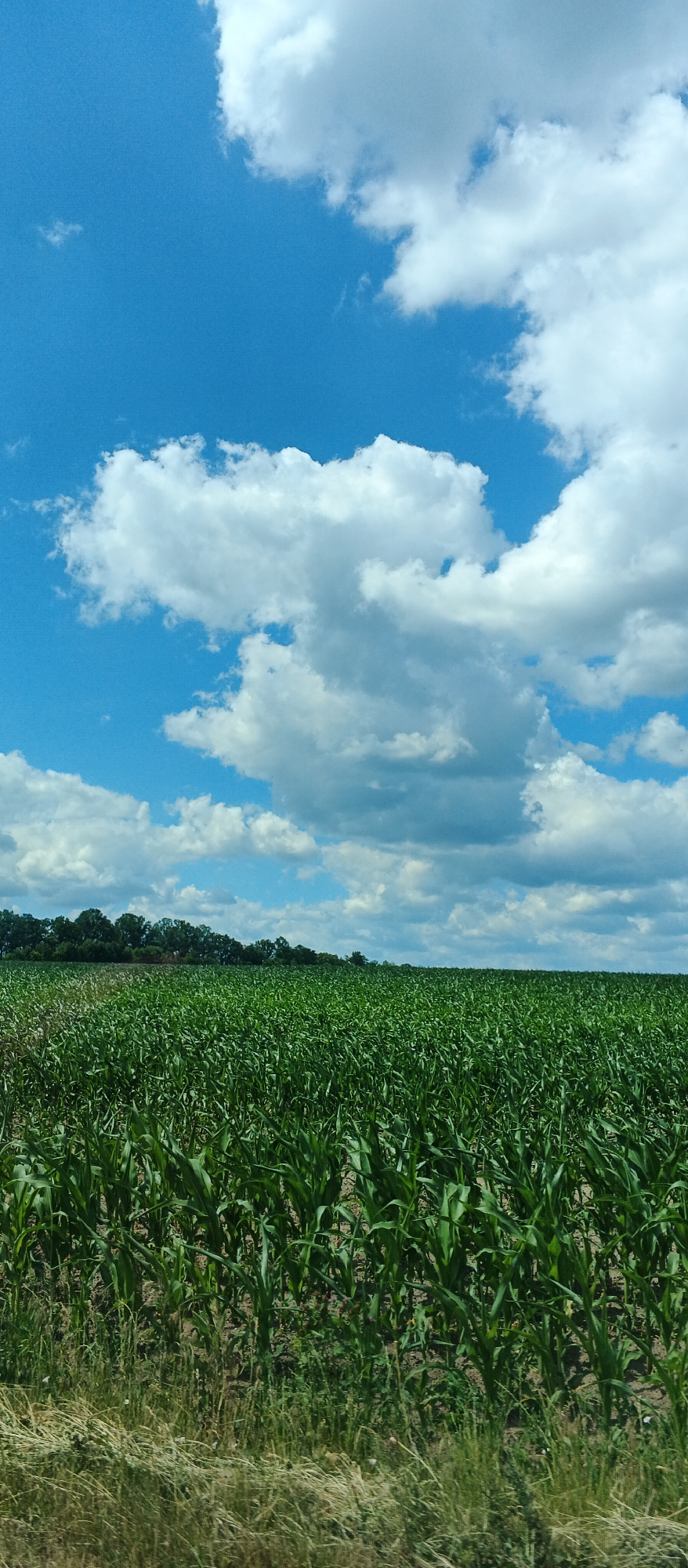 An outdoor, vertical, full shot captures a dense, green cornfield under a vast blue sky filled with white, puffy cumulus clouds. The field occupies the bottom two-thirds of the image, with the corn stalks appearing lush and healthy. The top third is dominated by the sky. A thin line of dark green trees forms the horizon at the far end of the field. The scene is likely located in Mala Smilyanka, Ukraine, given the context of the image. There are no people or animals visible in the frame. The lighting suggests it is daytime, likely a sunny day.