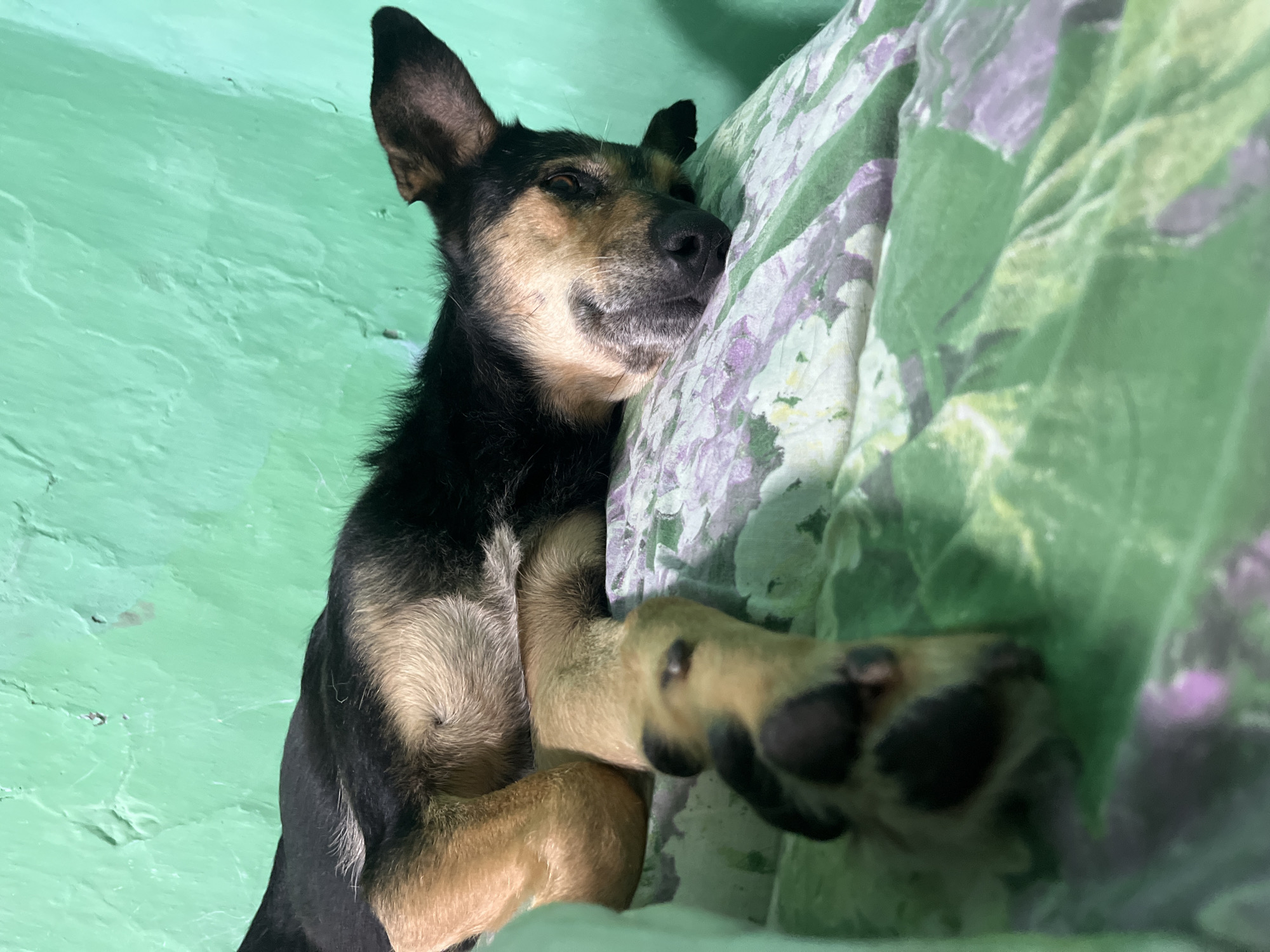 A dog is lying on a pillow with a floral pattern. The dog has black and tan fur and is looking to the right. Its right front paw is resting on the pillow, and its head is tilted downwards. The dog appears to be relaxed. The background is a bright green wall. The lighting suggests it is daytime. The location is identified as Nizhny Tagil, Russia.