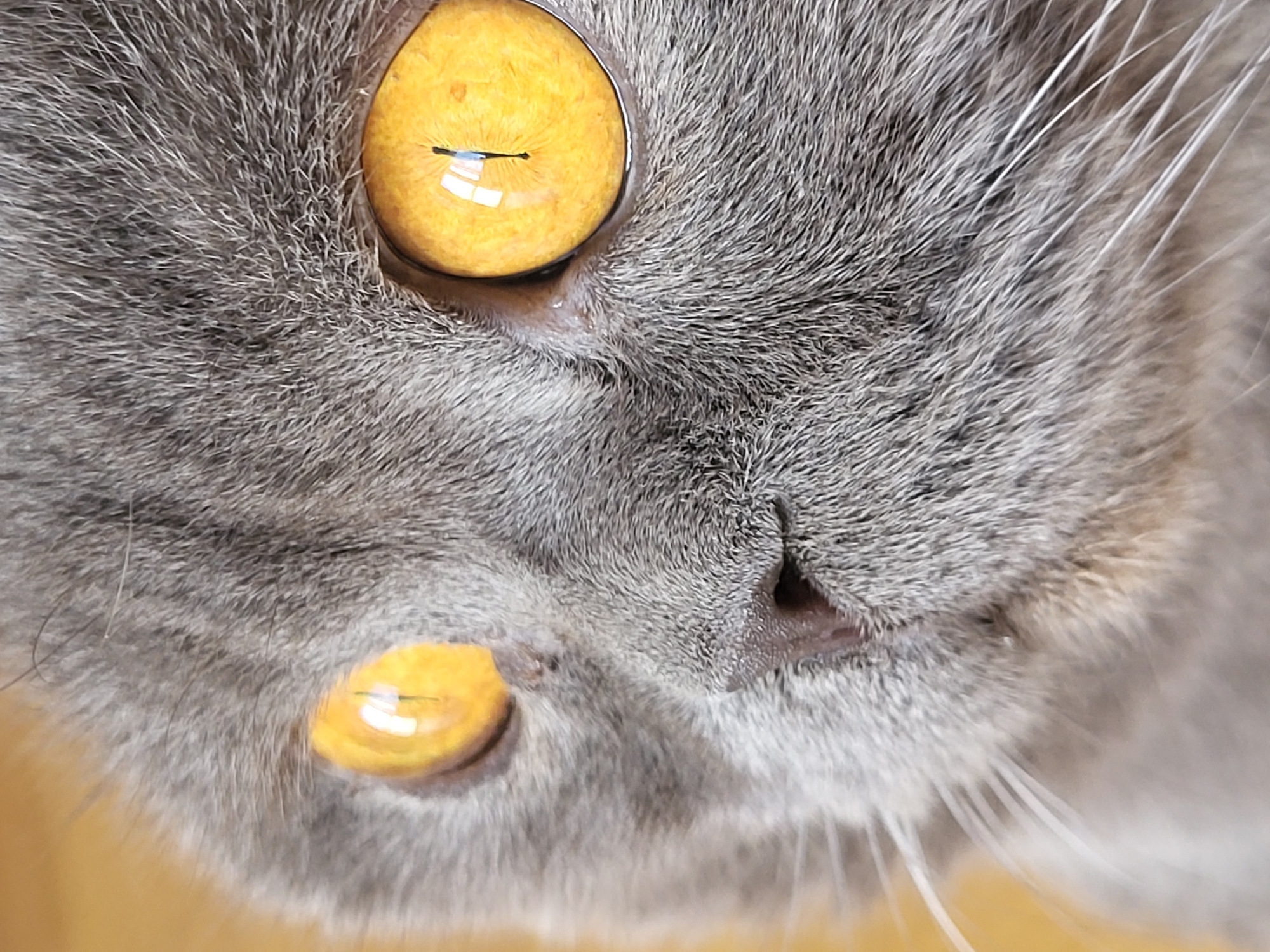 A close-up image shows the face of a grey cat with striking yellow eyes and slit pupils. The cat's fur is short and dense, with visible whiskers. The nose is small and pinkish-brown. The cat appears to be looking downwards or slightly out of focus. The location is Unknown, Unknown.