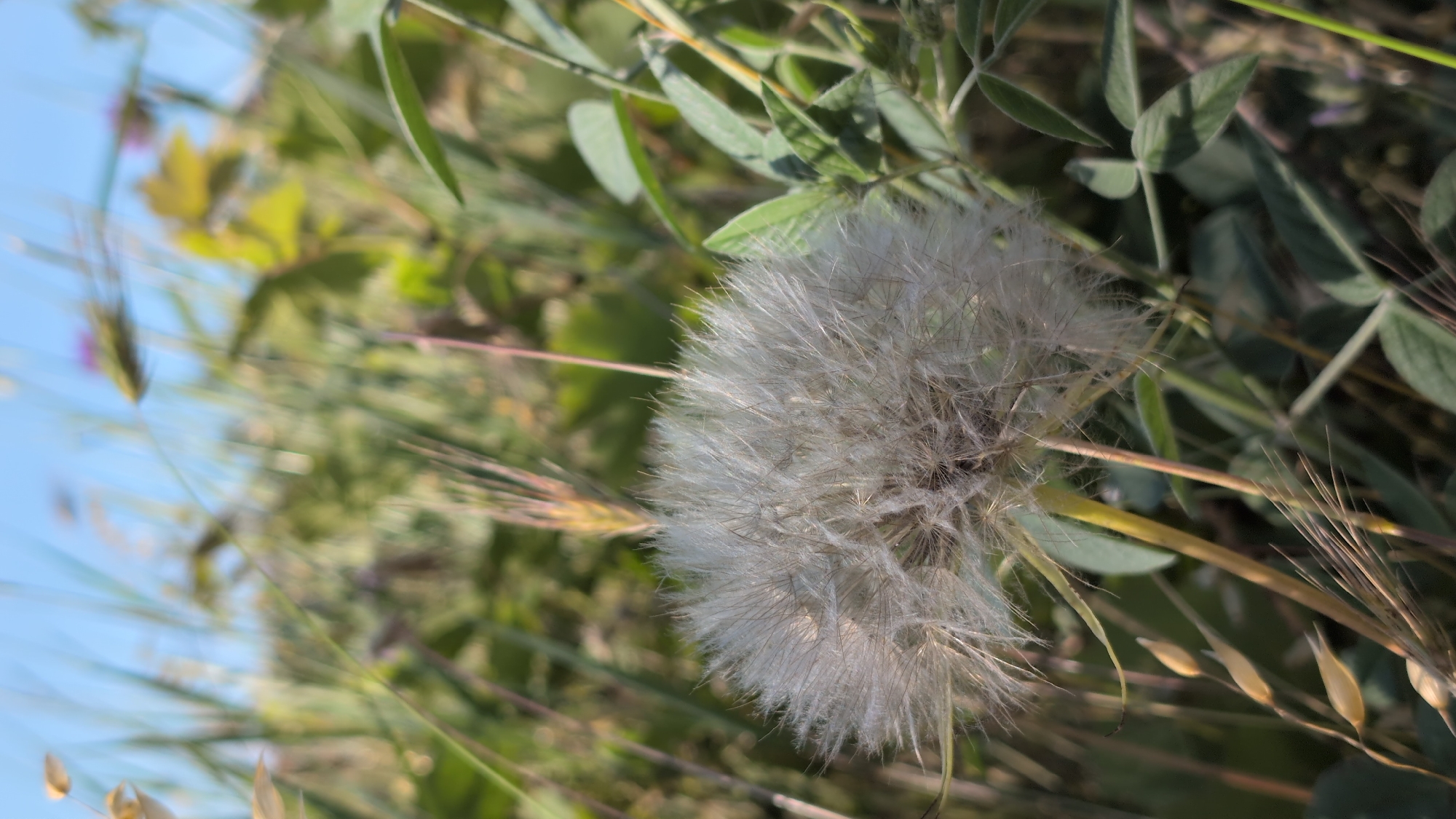 An extreme close-up shot captures a fluffy white dandelion seed head in sharp focus, surrounded by a bokeh background of green foliage and a blurry blue sky. The dandelion is positioned slightly to the left of the frame, with its delicate seeds radiating outwards. Several stalks of dry grass with pointed tips are visible, adding texture and framing the seed head from the bottom and left. Some green leaves and stems of other plants are also present, with one particularly prominent stalk of yellow-green emerging from behind the dandelion. The overall lighting suggests a bright, sunny day. The location is described as Unknown, Unknown within the city.
