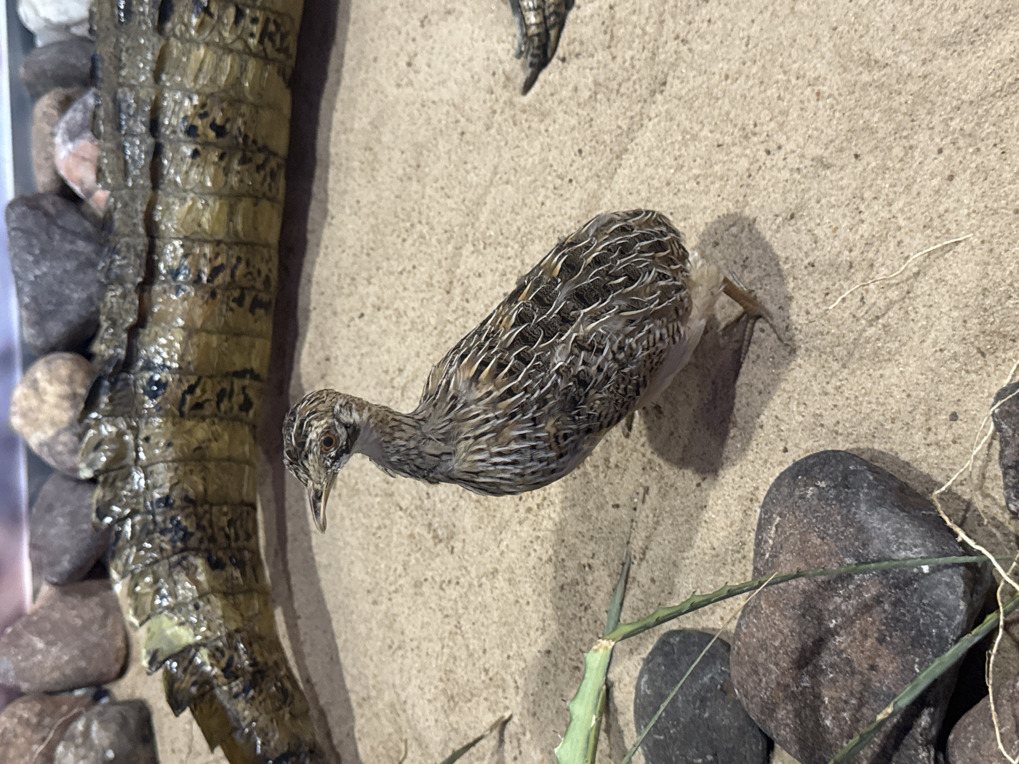 The image shows a small, brown and white speckled bird standing on a sandy surface. The bird has a long, slender neck and beak, and its feathers are intricately patterned. In the background, there is a portion of what appears to be a taxidermied alligator or crocodile, with its scaly tail visible. The environment is sandy, with some rocks and a few thin, green plants scattered around. The lighting suggests an indoor setting, possibly a museum or a zoo exhibit. There is no indication of the city of Niterói, Brazil.