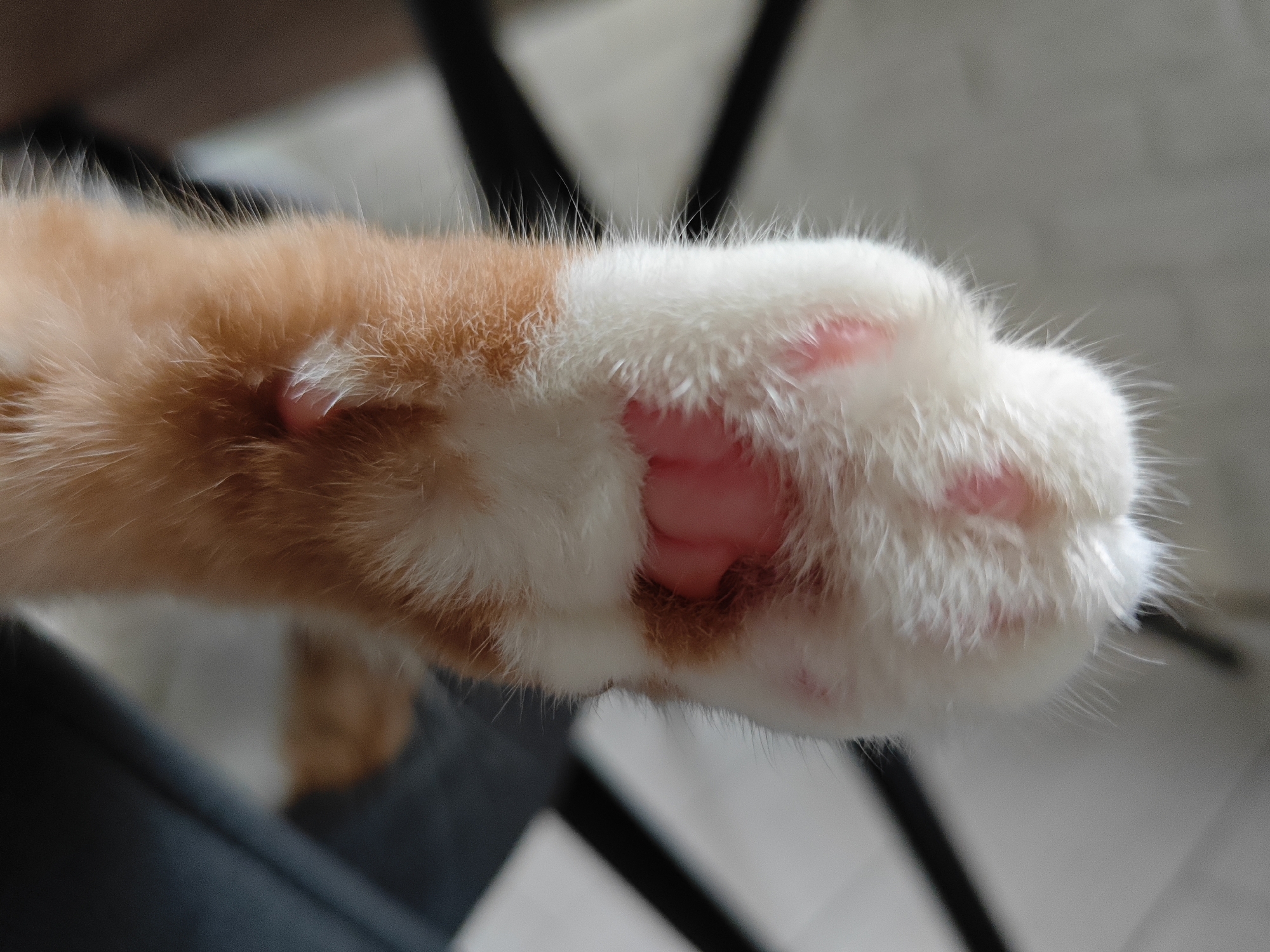 The media file features a close-up, angled shot of a cat's paw, likely an orange and white tabby. The paw is extended towards the viewer, showcasing its soft, white fur and pink toe beans. The fur on the paw is long and fluffy, with some individual hairs clearly visible. The toe beans, which are the soft pads on the underside of a cat's paw, are a prominent pink color.
The background is blurred, suggesting a shallow depth of field, and provides some context for the setting. There are dark, out-of-focus shapes that could be furniture or parts of a room, possibly a chair or table legs. A lighter, out-of-focus area in the background might indicate a window or a wall. The lighting appears to be natural, suggesting it might be daytime.
The image focuses solely on the cat's paw, with no other subjects visible. The activity depicted is simply the presentation of the paw, possibly held out by a person or extended by the cat itself. There are no overt signs of emotion, but the soft texture and delicate appearance of the paw can evoke feelings of tenderness or cuteness. No text is visible in the media file. The general impression is one of a domestic setting, likely indoors. The location context provided is Боровский, Russia, which does not offer specific visual cues within the image itself.