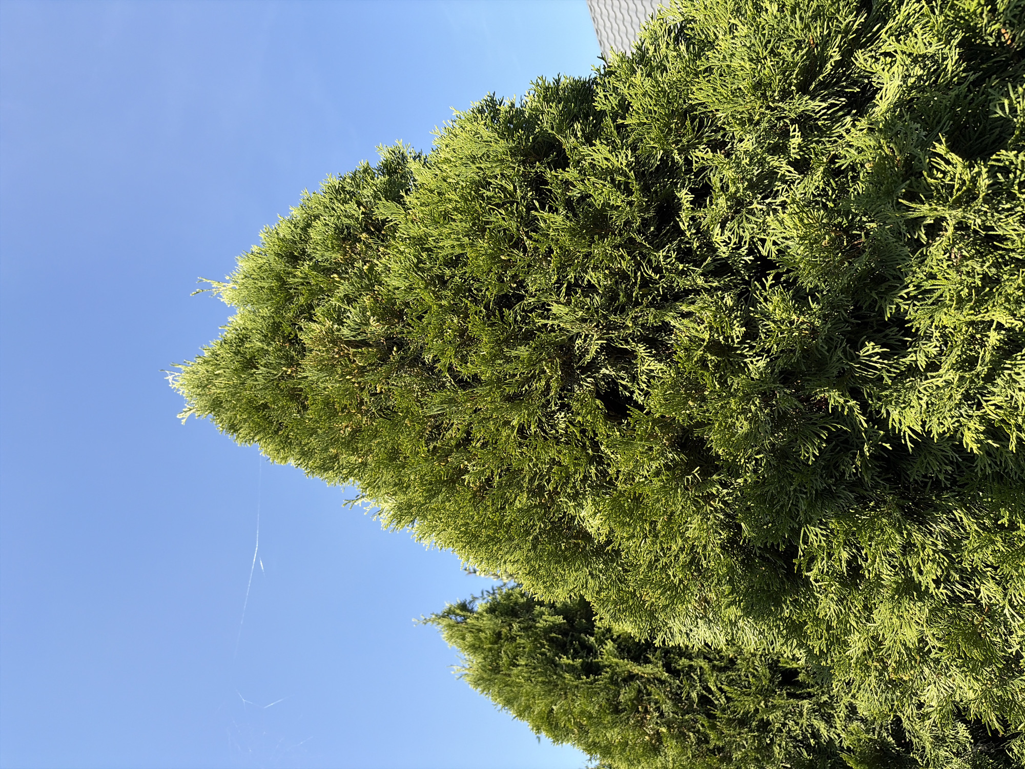 The image depicts a clear, bright blue sky above lush green coniferous trees. The trees, likely Arborvitae, are dense and conical in shape, with sunlight casting shadows and highlighting the texture of their foliage. In the upper left quadrant, a faint, wispy contrail or a very thin cloud formation is visible against the sky. The bottom right corner of the image shows the edge of a grey, shingled roof, suggesting the trees are part of a residential or landscaped area. No people or animals are present, and no discernible actions are taking place. The scene appears to be outdoors, under natural daylight. While the prompt mentions Oxentea, Moldova, there are no specific visual cues within the image to confirm or deny this location.