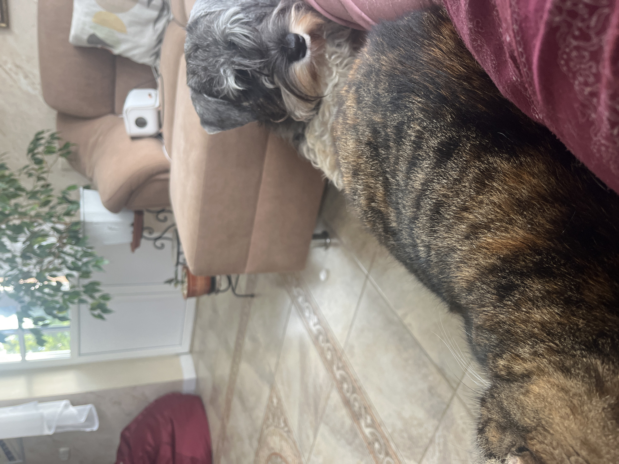 The image depicts a living room scene. In the foreground, a cat with a brown, black, and orange striped coat is partially visible, lying down. Behind the cat, a miniature schnauzer with grey and white fur is resting, its head on a pink surface which could be a cushion or blanket. The dog is looking towards the viewer. The background shows a comfortable-looking brown sofa with a decorative pillow. A white, cube-shaped object, possibly an air purifier or humidifier, sits on the sofa. Further back, a large potted plant with green leaves is visible near a glass door that opens to an outdoor area with greenery. The floor is tiled with a decorative pattern. The overall impression is a cozy indoor setting, but the location in Vladimirovka, Russia, is not discernible from the visual information provided in the image.