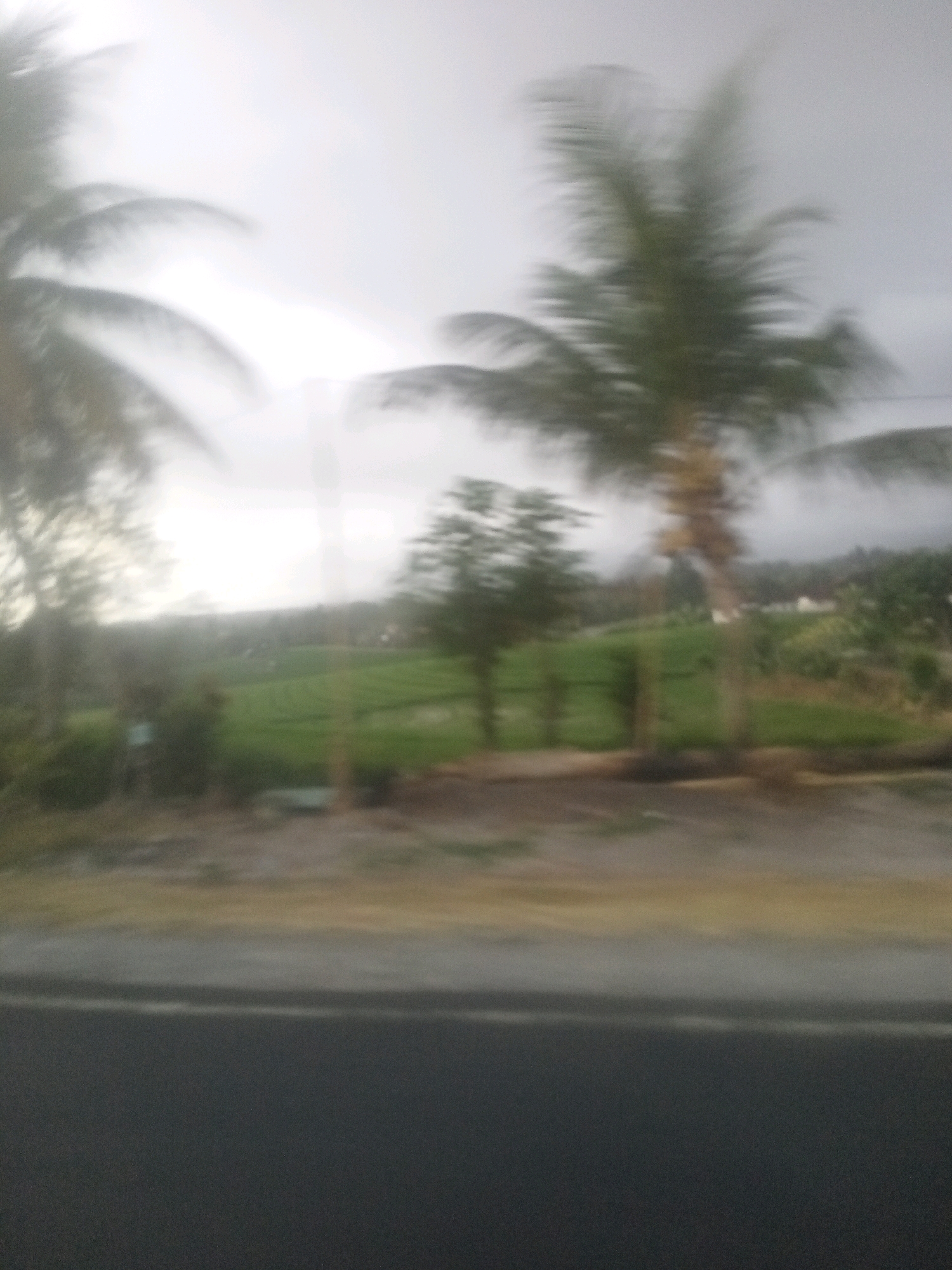 The image shows a blurred view of a tropical landscape with palm trees and greenery under a cloudy sky. In the foreground, a dark asphalt road is visible. The scene suggests an outdoor environment, possibly a rural or suburban area with vegetation and a road. The overall impression is one of motion blur, as if the image was taken from a moving vehicle.