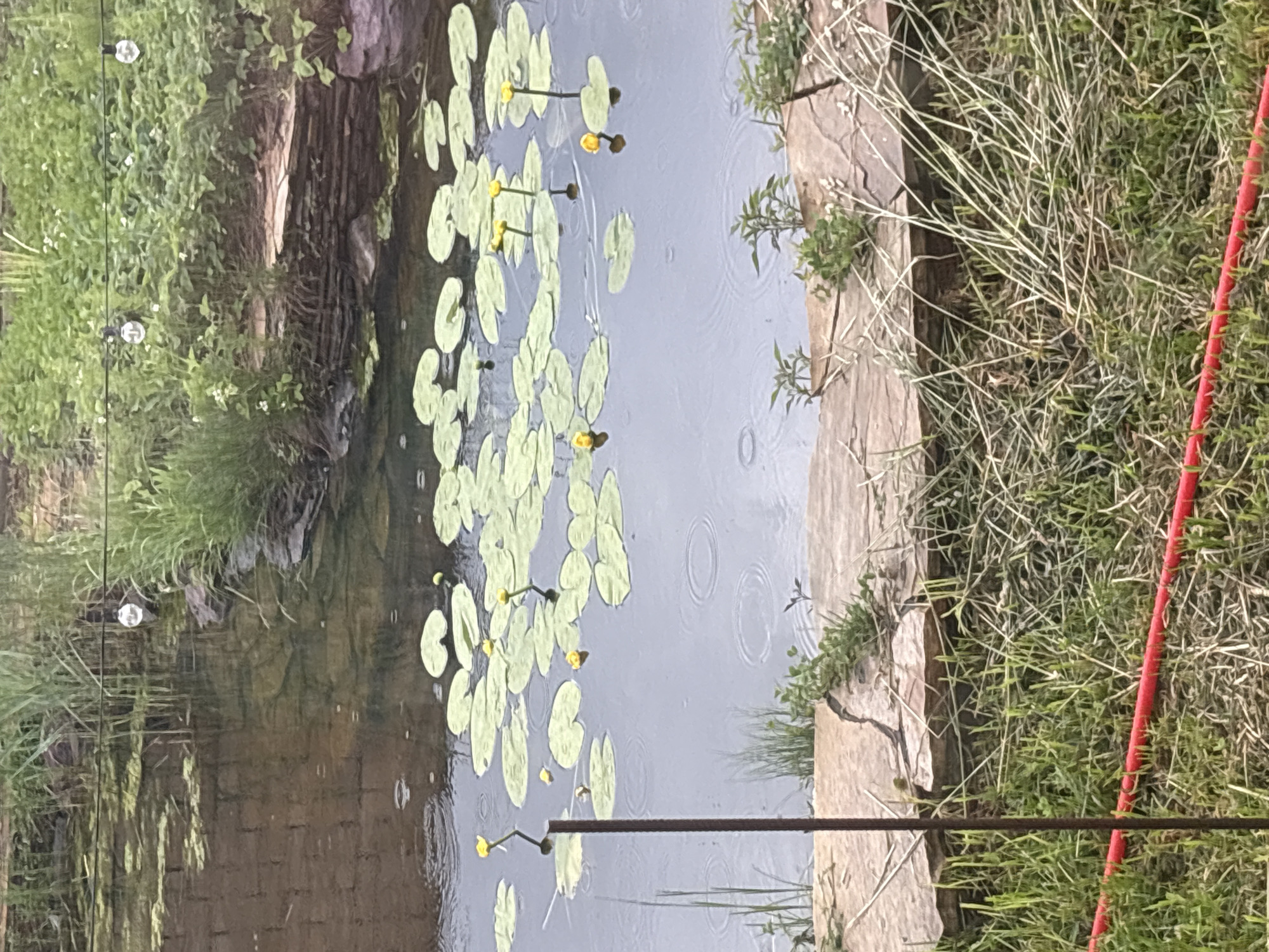 The image, oriented as a landscape, depicts a tranquil scene of a body of water, likely a pond or canal, under what appears to be a rainy or overcast sky. Numerous light green lily pads, characteristic of water lilies, float on the calm surface of the water, several of which have small, bright yellow flowers blooming. Visible concentric ripples and splashes on the water indicate that rain is currently falling.
The left bank of the water is lined with dense, varied green vegetation, including bushes and tall grasses. A dark, textured structure, possibly a weathered wooden log or a stone wall, is partially obscured by the foliage at the water's edge on this side. Further back and slightly higher, two small, spherical white objects, resembling light fixtures or buoys, are visible.
The right bank features a more defined edge, appearing to be a concrete or stone barrier, with more green grass and vegetation growing both on it and behind it. A striking reddish-orange vertical object, possibly a pipe, hose, or pole, stands out against the green grass on the far right side of the image. A dark, thin vertical rod or stake is visible in the foreground, extending from the bottom of the frame into the water.
The overall impression is one of natural beauty and serenity, with the gentle rain adding to the atmosphere. No people or visible text are present in the image. The location context provided is Ореховка, Russia.