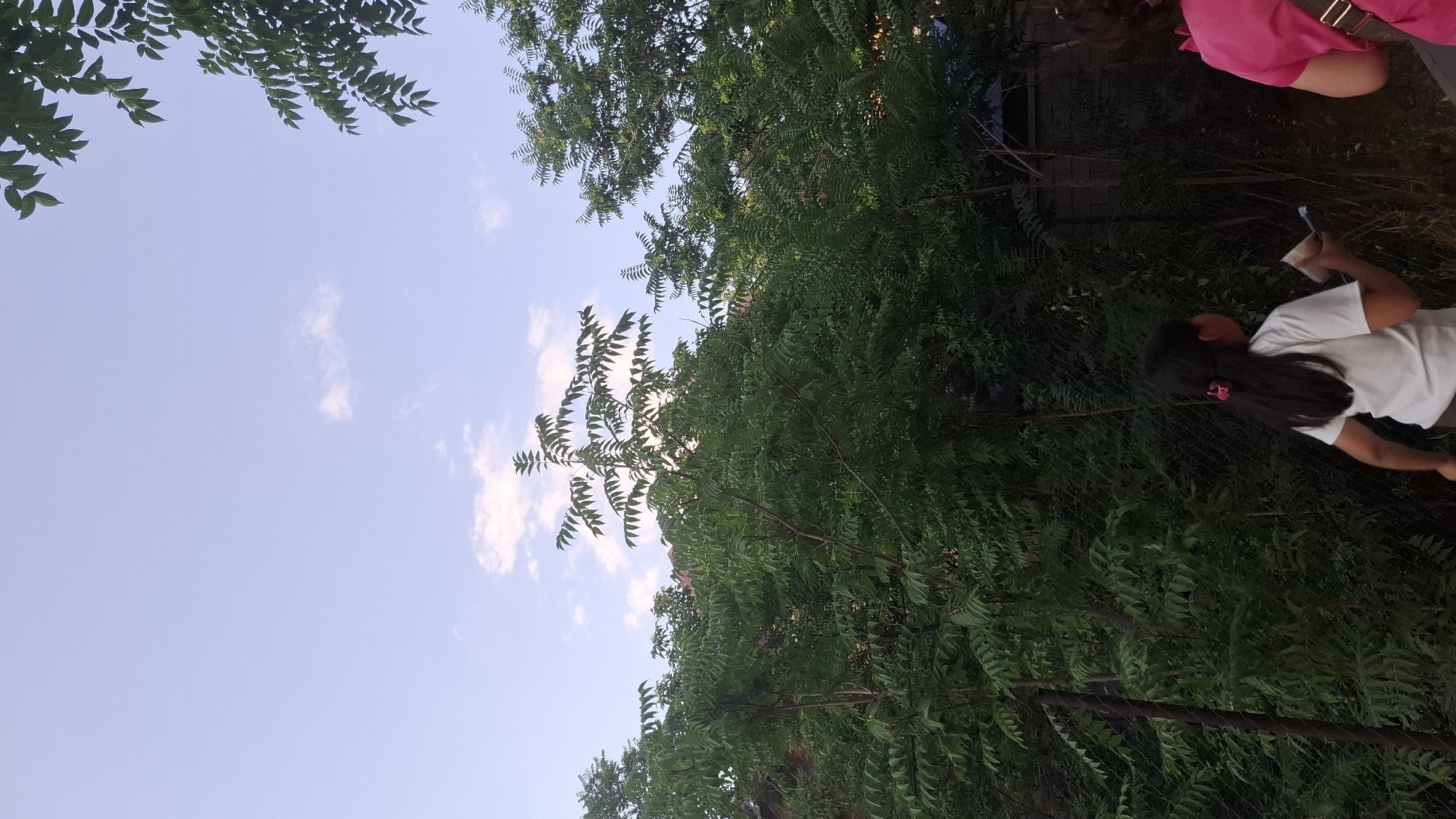 The media file shows a low-angle view of green foliage against a pale blue sky with scattered white clouds. In the lower right portion of the image, a young girl with long dark hair, wearing a white t-shirt, is visible from behind. She is holding a small object in her hands. To her left and slightly behind her, the shoulder and upper arm of another person wearing a bright pink garment are visible. A dark fence runs along the bottom of the image, partially obscured by the greenery. The scene appears to be outdoors, possibly in a backyard or park, with lush vegetation. The lighting suggests it is daytime, likely late afternoon or early evening given the softness of the light. No text is visible in the image. The overall impression is a casual, outdoor moment.