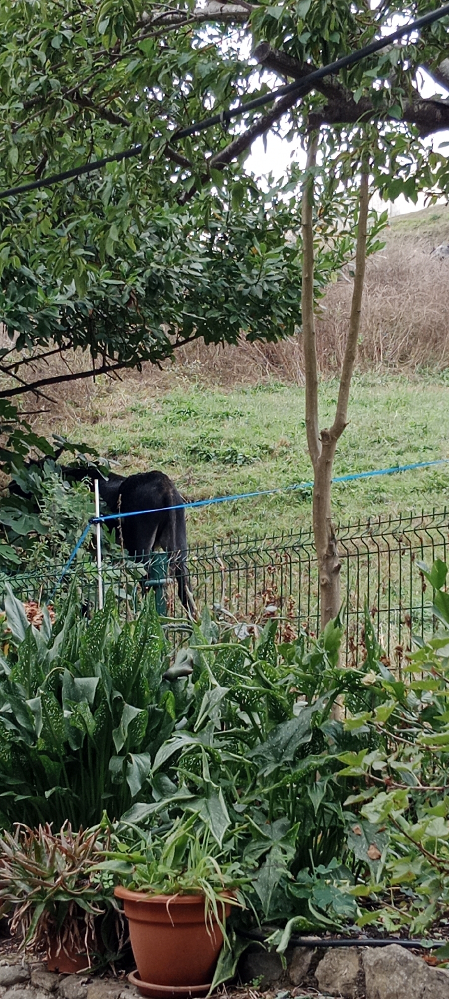 An exterior shot captures a black dog on a grassy incline behind a black wire fence, with a blue rope stretched taut across the fence posts. The dog faces away from the camera, its hindquarters visible as it stands amidst some greenery. In the foreground, a dense cluster of large green plants with pointed leaves is visible, and a brown terracotta pot containing plants rests on a stone wall. The background shows dry grass and a dirt embankment. The setting appears to be a garden or yard.