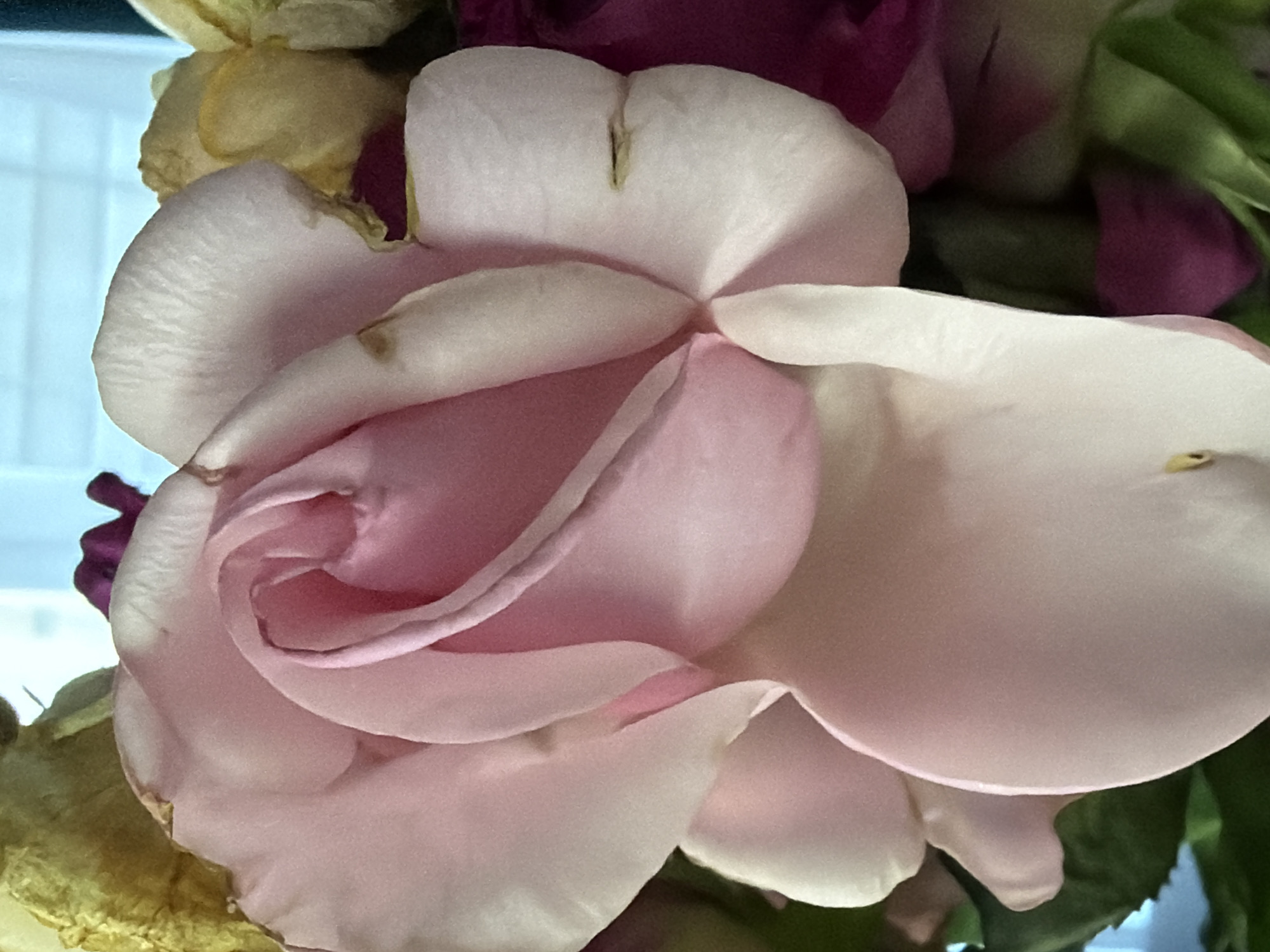 The image is a close-up, vertical, eye-level shot of a pale pink rose. The rose is the primary subject and is shown from a slightly elevated angle, with its petals unfurling towards the viewer. The lighting appears to be natural, casting soft shadows and highlighting the delicate texture of the petals. There are other flowers in the background, including some dried yellow petals and dark pink or burgundy blooms, suggesting a bouquet. The overall impression is one of soft beauty and natural detail. The image does not contain any discernable elements that would place it in a specific city or location.