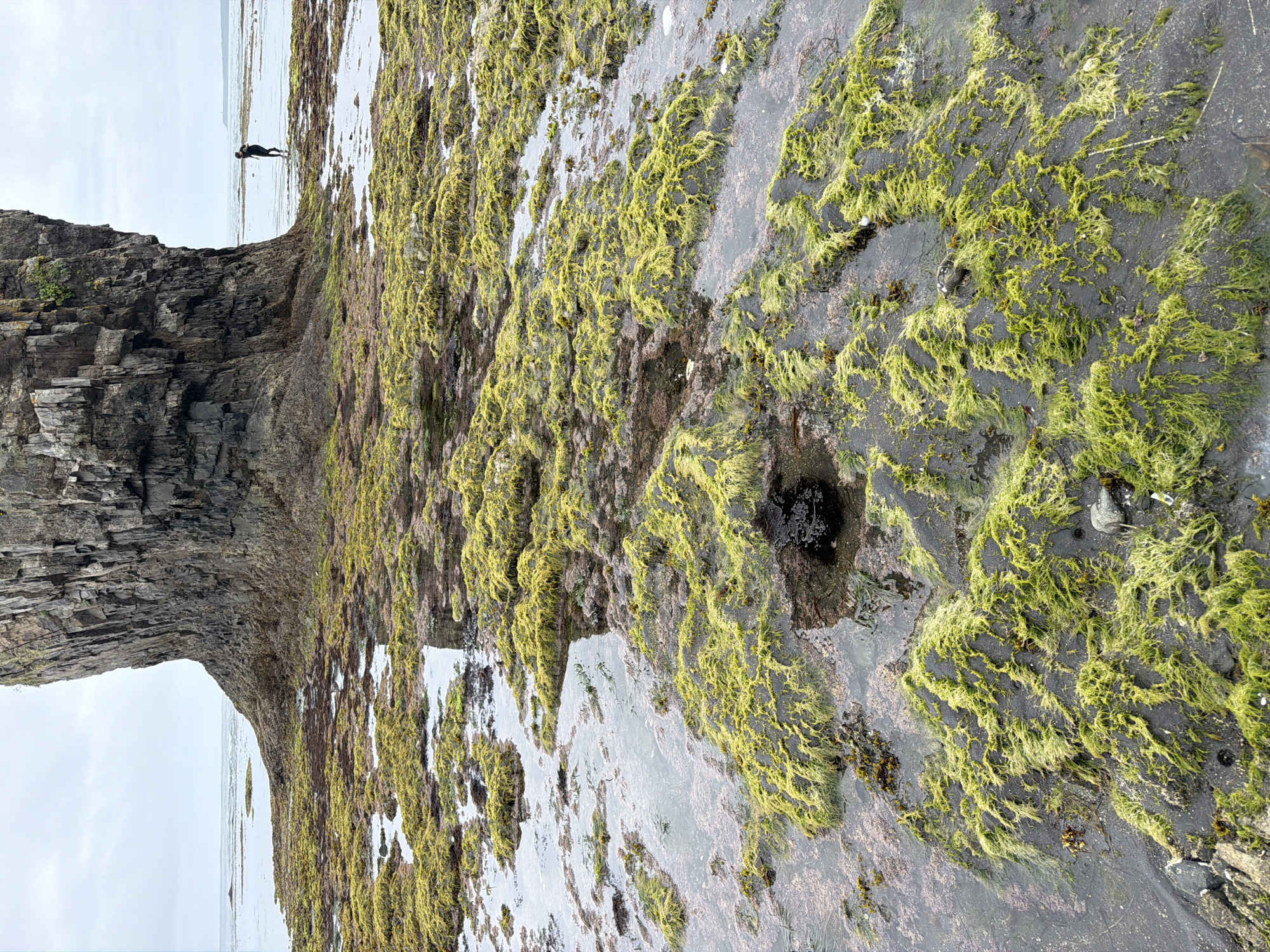 The image shows a rocky shoreline covered in bright green algae. A large, dark, craggy rock formation dominates the background. The tide is low, revealing pools of water and the textured, algae-covered rocks in the foreground. In the distance, a lone figure, silhouetted against the overcast sky, stands in the shallow water. The scene appears to be a natural coastal environment.