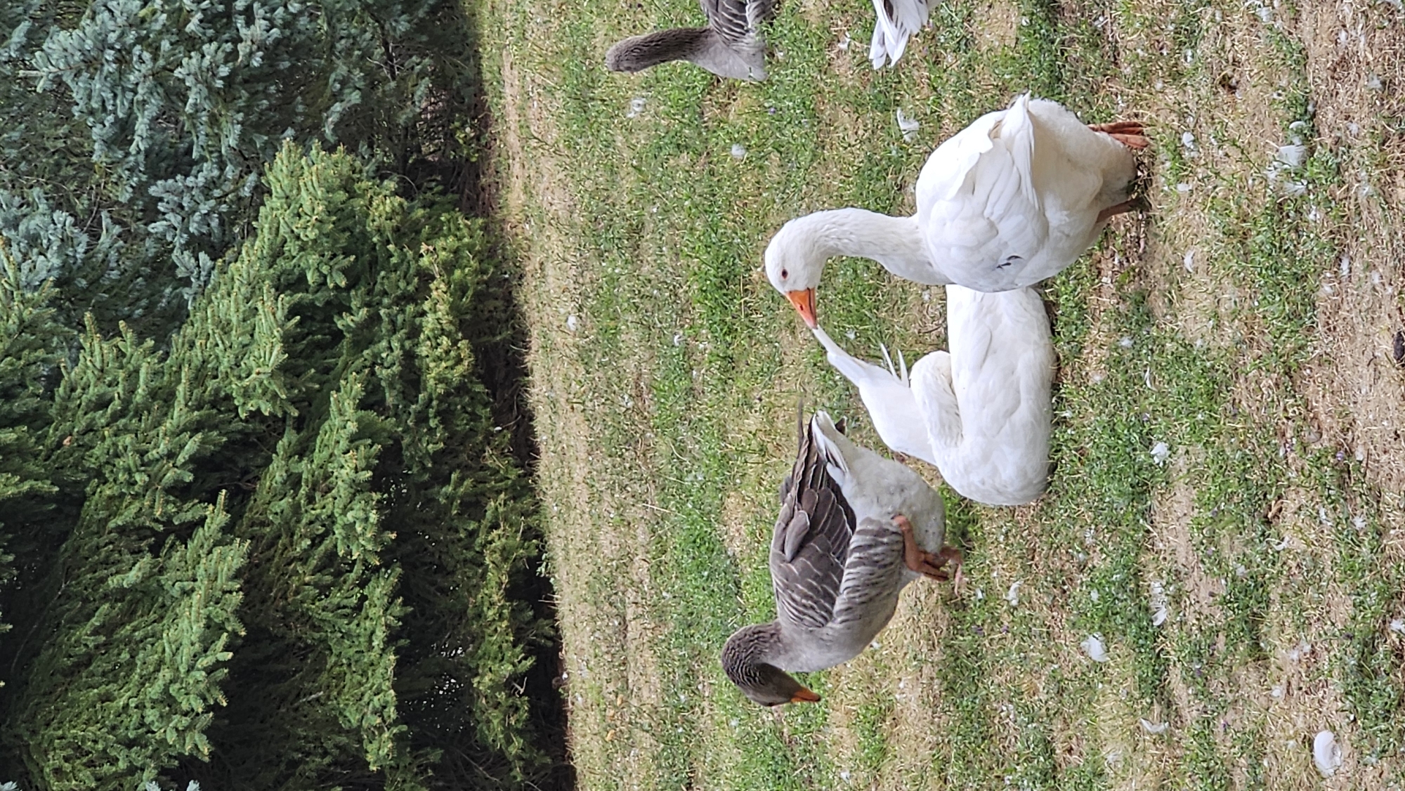 The image depicts a group of geese in a grassy outdoor area, likely a park or a residential yard. In the foreground, two white geese are prominent. One is standing and facing to the right with its beak open, showing an orange bill. Behind it, another white goose is lying down, curled up on the grass. To the left of these white geese, a grey and white goose is walking, with its head down. In the background, another grey goose is visible, lying down with its neck extended upwards. The environment is characterized by short, dry grass with scattered green patches and some fallen white feathers. Behind the geese, a dense green coniferous tree line forms the backdrop, suggesting a natural or landscaped setting. The lighting suggests it is daytime. The specific location in the city of Prešov, Slovakia cannot be determined from the image alone.