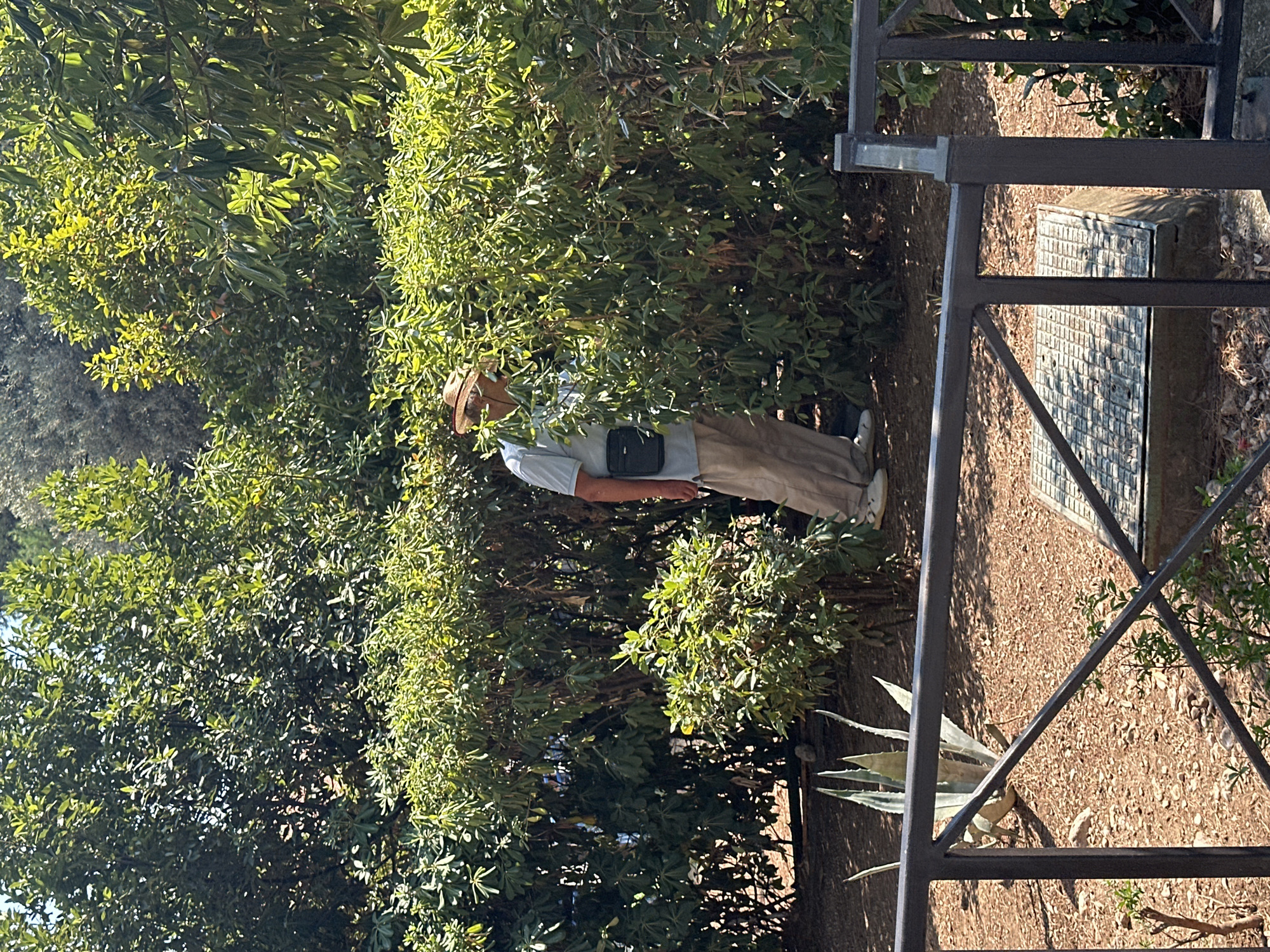 In Budva, Montenegro, a person wearing a straw hat, a light blue polo shirt, and beige pants is partially obscured by dense green foliage. The individual carries a black cross-body bag. The scene appears to be an outdoor area with dry, reddish-brown soil on the ground. In the foreground, a dark metal railing with a diagonal support runs across the lower portion of the frame. Behind the railing, a light-colored grate set into the ground is visible. To the left of the grate, a spiky green plant, possibly an agave, is present. The background is dominated by the lush greenery of trees and bushes.