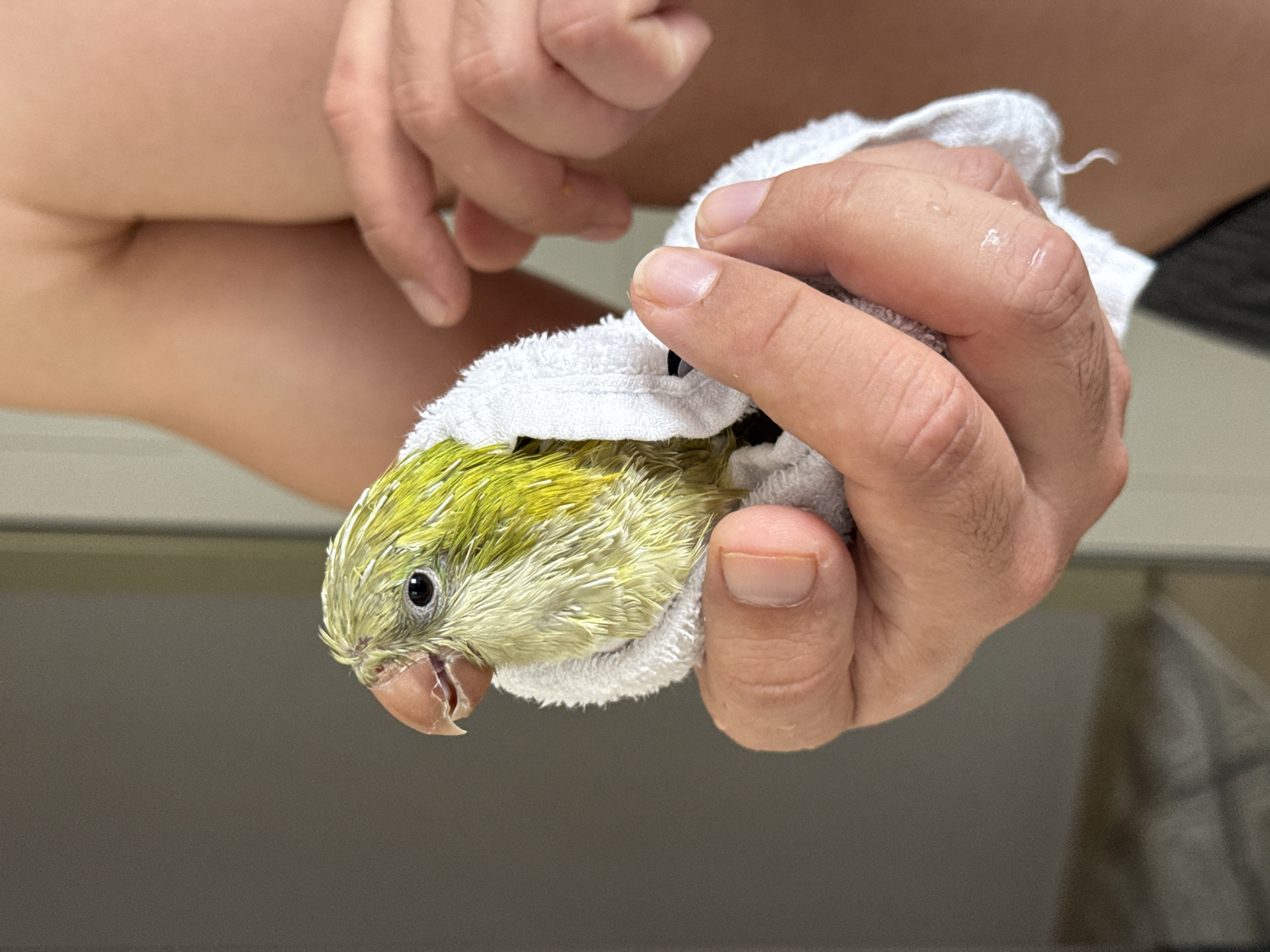 A light green parrot, wrapped in a white towel, is held in a person's hands. The parrot's head is visible, with its beak slightly open, and its eye is dark. The person's skin is visible, with fingers gently holding the bird. The background is out of focus, showing a muted, neutral environment that could be indoors. The image does not contain any information about the city of Sancaktepe, Turkey.