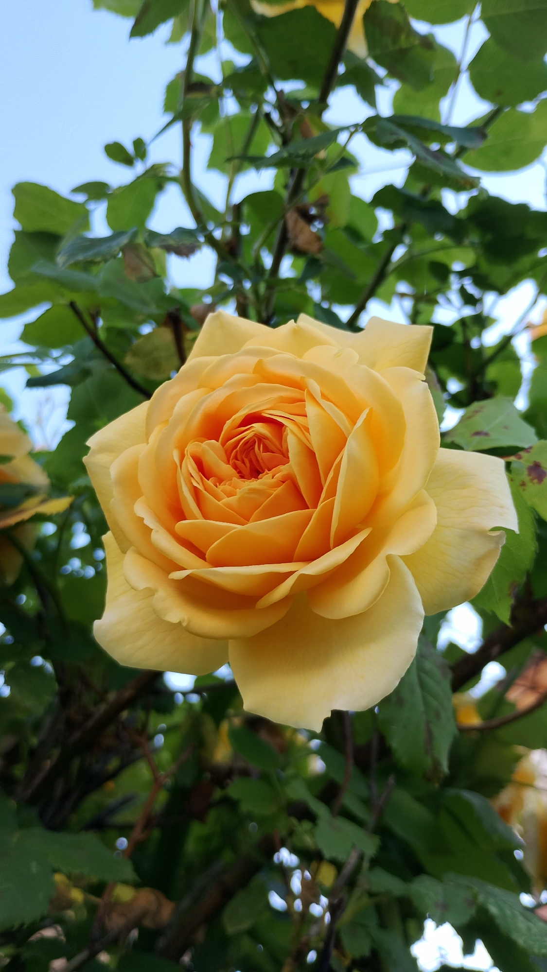A close-up, low-angle shot captures a fully bloomed yellow rose. The rose's petals are tightly furled in the center, gradually opening outwards to a softer yellow hue at the edges. The rose is surrounded by lush green foliage and branches, with a soft blue sky visible in the background through the leaves. The lighting suggests it is daytime, possibly in the late morning or early afternoon, casting a gentle glow on the flower. The image does not depict any people or specific identifiable structures, placing the focus entirely on the natural beauty of the rose and its surrounding plant life. This scene could be found in a garden or park within Smolyan, Bulgaria.