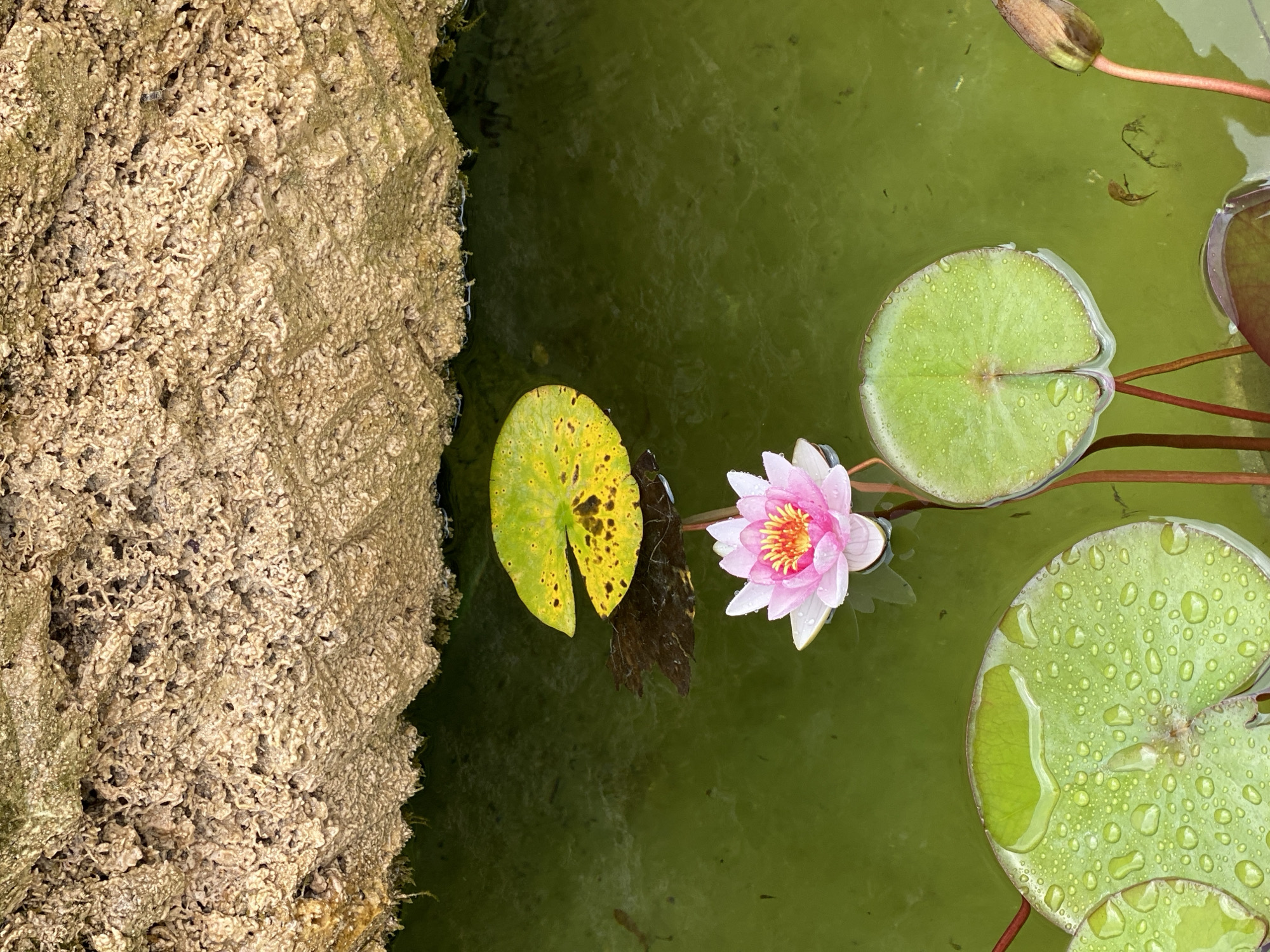This is a close-up, high-angle shot of a pond in Laténa, Switzerland, featuring a blooming pink water lily in the foreground. The water is a murky green, with several lily pads floating on its surface. One lily pad, to the left, is vibrant green and covered in water droplets. Another, to the upper right, is yellow with dark spots. The water lily itself is delicate, with bright pink outer petals and a more intense pink and yellow center. Above the pond, a rough, textured, beige rock formation hangs over the water, with mossy green growth visible along its underside. The scene is tranquil and natural, with no people or animals explicitly visible apart from possibly small dark specks in the water that could be aquatic life.