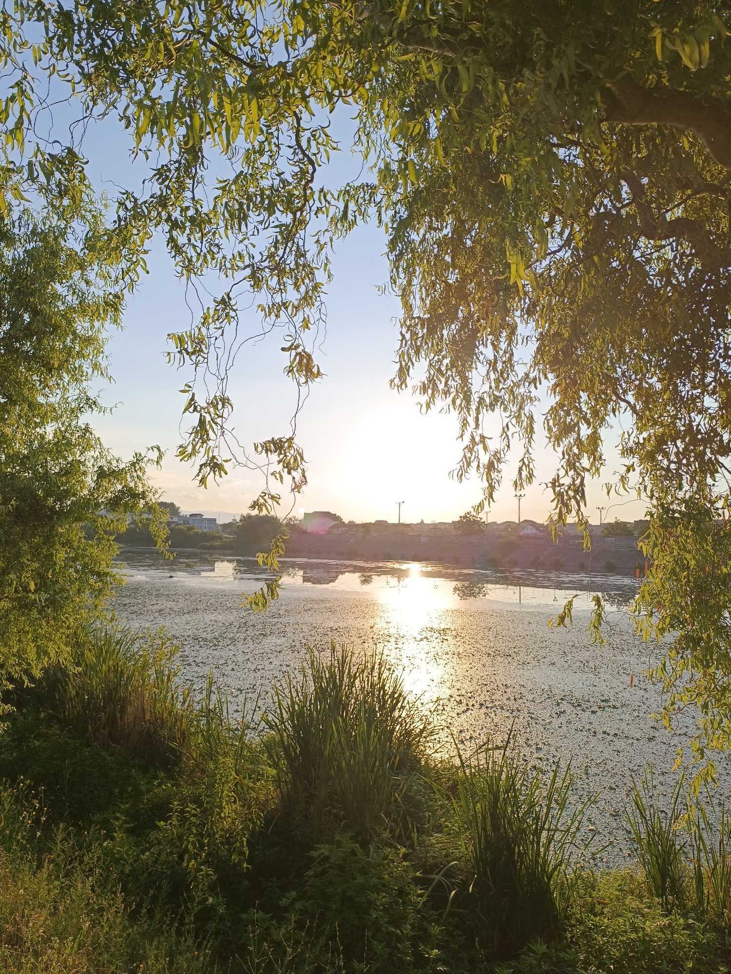 The image captures a serene natural scene at the Jiu River in Târgu Jiu, Romania. The foreground is dominated by lush green vegetation, including tall grasses and smaller plants, bathed in the warm glow of the setting sun. Overhanging branches of a weeping willow tree frame the view, with its long, delicate leaves creating a natural canopy.
The middle ground features the Jiu River, its surface covered with a light scattering of aquatic plants. The sun's reflection creates a shimmering pathway across the water, adding a sense of tranquility. In the distance, along the riverbank, a line of buildings and trees is visible, with structures appearing to be low-rise residential or commercial buildings. The sky above is a clear, soft blue, transitioning to a lighter hue near the horizon where the sun is setting. The overall atmosphere is peaceful and evokes a sense of natural beauty within an urban setting. There are no people or animals clearly visible in the image.