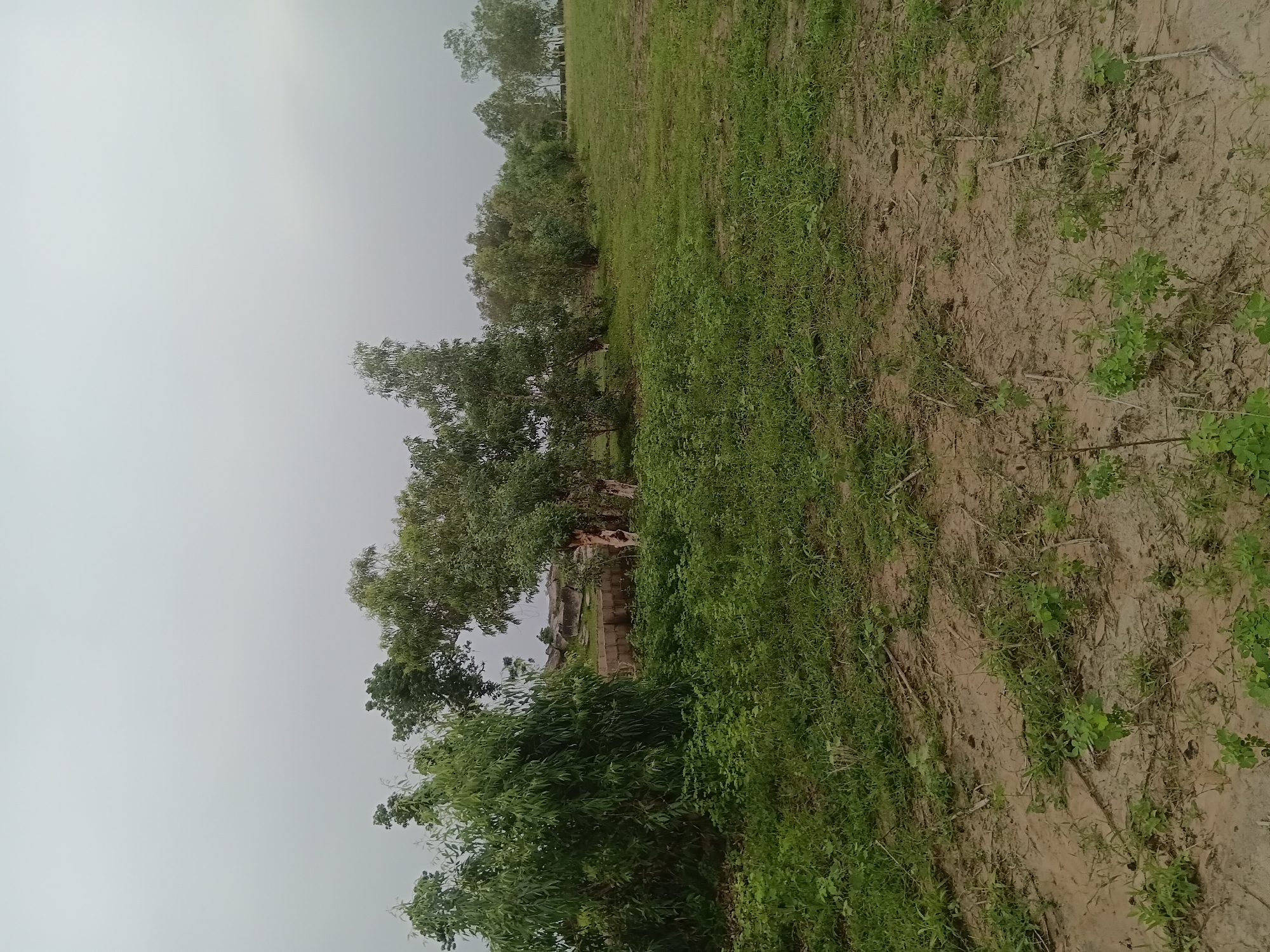 The image depicts an outdoor scene of sparse vegetation and a cloudy sky, likely taken in Jalingo, Nigeria. In the foreground, there is dry, dusty ground with patches of short green grass and some scattered dead vegetation. A slightly raised area covered in green grass and some small plants extends towards the middle ground. Beyond this, a line of trees with green foliage runs horizontally across the frame. Some of these trees appear to be eucalyptus, identifiable by their smooth, often peeling bark. In the background, behind the trees, there are some low-lying structures and what appear to be scattered stones, hinting at possibly an old or abandoned site. The overall environment suggests a rural or semi-rural setting with a natural, uncultivated landscape. There are no people or animals visible in the image.