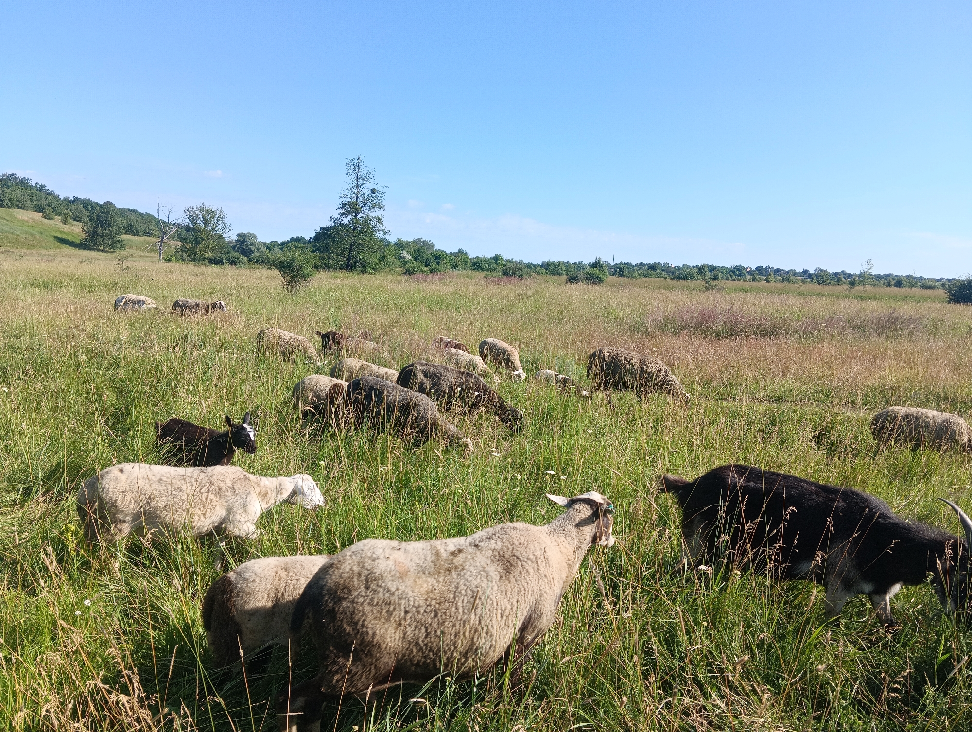 A herd of sheep and at least one black goat graze in a grassy field under a clear blue sky. The field is filled with tall green grass and scattered wildflowers. In the background, a gentle hill slopes upwards, covered in trees. The scene depicts a peaceful pastoral setting in an unspecified rural location.