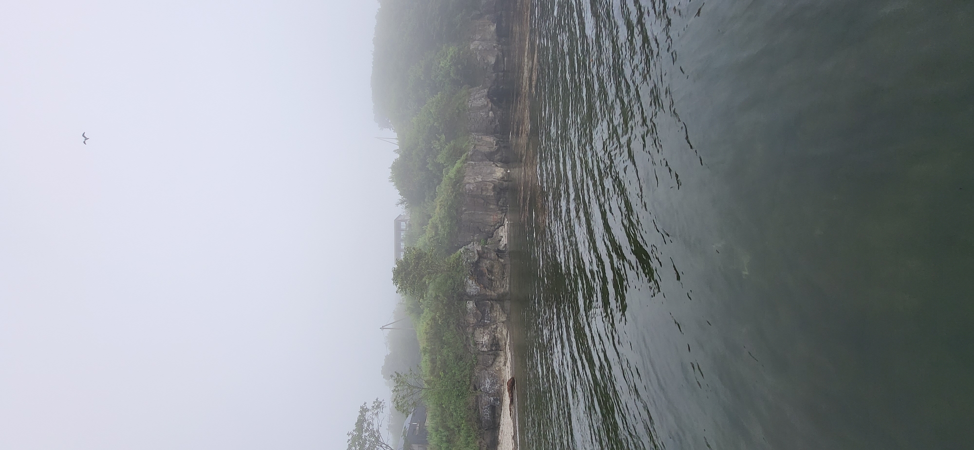 The image depicts a foggy coastal scene in Slavyanka, Russia. In the foreground, a body of dark, rippling water dominates the lower half of the frame. The water appears calm with subtle wave patterns reflecting the overcast sky. In the middle ground, a rocky, vegetated coastline rises from the water. The cliffs are layered with stone and covered in lush green foliage and trees, some of which are shrouded in mist. There are a few structures visible on the hilltop, including what appears to be a long, multi-story building and smaller houses, all partially obscured by fog. A single bird is visible flying high in the pale, hazy sky. The overall atmosphere is serene and somewhat muted due to the dense fog.
