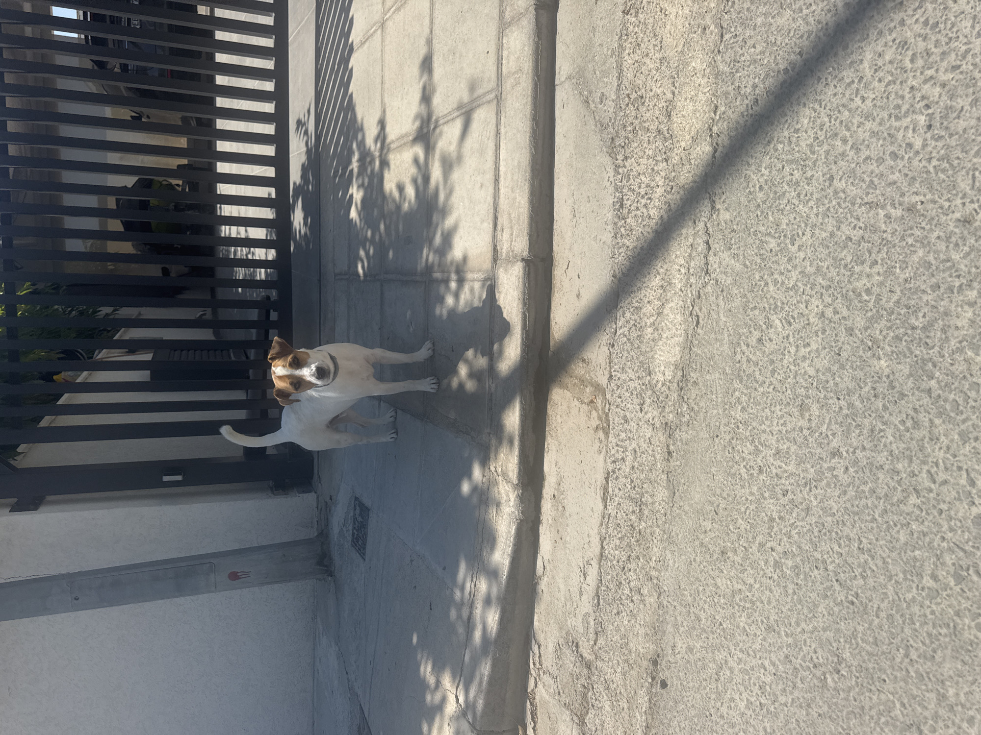A medium shot captures a Jack Russell Terrier standing on a paved sidewalk in front of a dark metal gate. The dog, primarily white with brown markings on its head and ears, faces the camera. The sidewalk is made of square concrete slabs, with a concrete curb separating it from a lower asphalt road. Sunlight casts shadows from the gate and overhead trees onto the ground. In the background, behind the gate, glimpses of parked vehicles and greenery are visible. A light-colored, textured wall is to the left of the dog, with a gray utility pole running vertically. A red mark is present on the utility pole. The scene appears to be in a residential or commercial area, potentially in Agios Tychona Community, Cyprus, given the architectural style and the presence of the utility pole and gate.