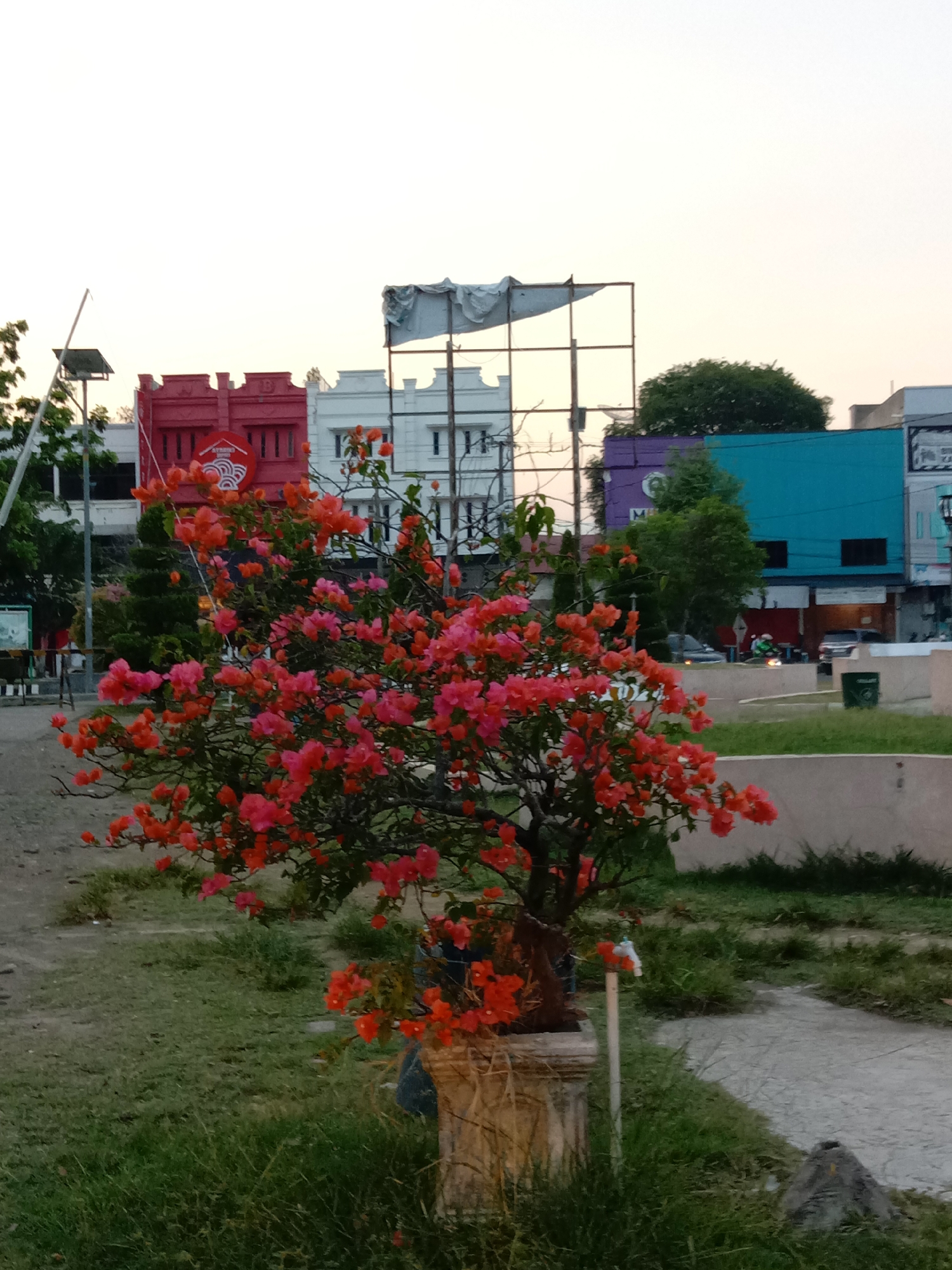 The image displays a vibrant bougainvillea plant, adorned with abundant pink and orange-red flowers, centrally positioned in a stone planter. It is set within a grassy area, likely a public park or plaza in Lhokseumawe, Indonesia. A light-colored concrete path curves through the grass on the right side.
The background reveals a bustling urban landscape under soft, diffused lighting, indicating either early morning or late afternoon. Various buildings with distinct architectural styles are visible. On the left, a prominent red multi-story building features a circular red sign with white text that clearly reads "STREET" above a graphic of stylized waves or noodles. Adjacent to it stands a white building with similar ornate rooflines. Further right, a large, skeletal billboard frame dominates the skyline. Beyond it, a purple building is partially visible next to a bright turquoise building with dark rectangular windows. Indistinct text can be seen on a sign on the turquoise building.
Glimpses of cars and a motorbike with a rider wearing a bright green helmet or jacket suggest the presence of a busy street or road in the distance. A street light equipped with a solar panel is visible on the far left. The scene is calm yet hints at urban activity, blending natural beauty with city infrastructure. No specific event or individual activity is taking place; it's a snapshot of an urban environment at twilight.