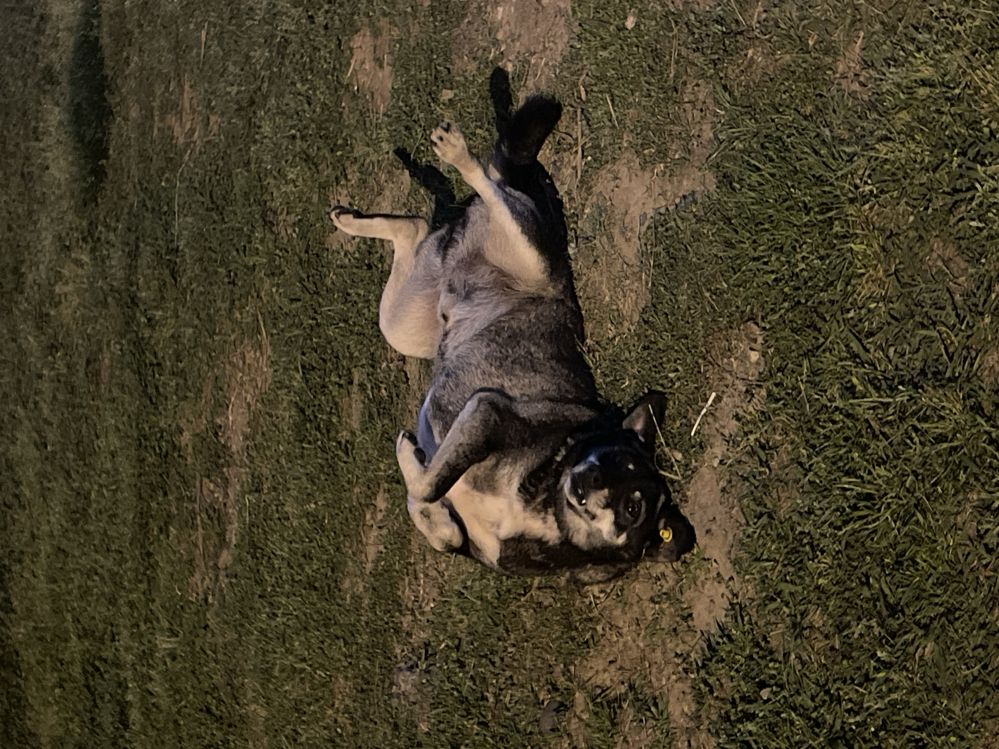 A medium-sized, gray and black dog lies on its back in a patch of grass. The dog appears to be relaxed and happy, with its paws in the air and a slight smile on its face. The dog has a yellow tag on its ear. The grass is green and slightly sparse, with some patches of bare earth visible. The lighting suggests it is either evening or nighttime. The location is outdoors, possibly a park or grassy area in Batumi, Georgia, based on the available information.