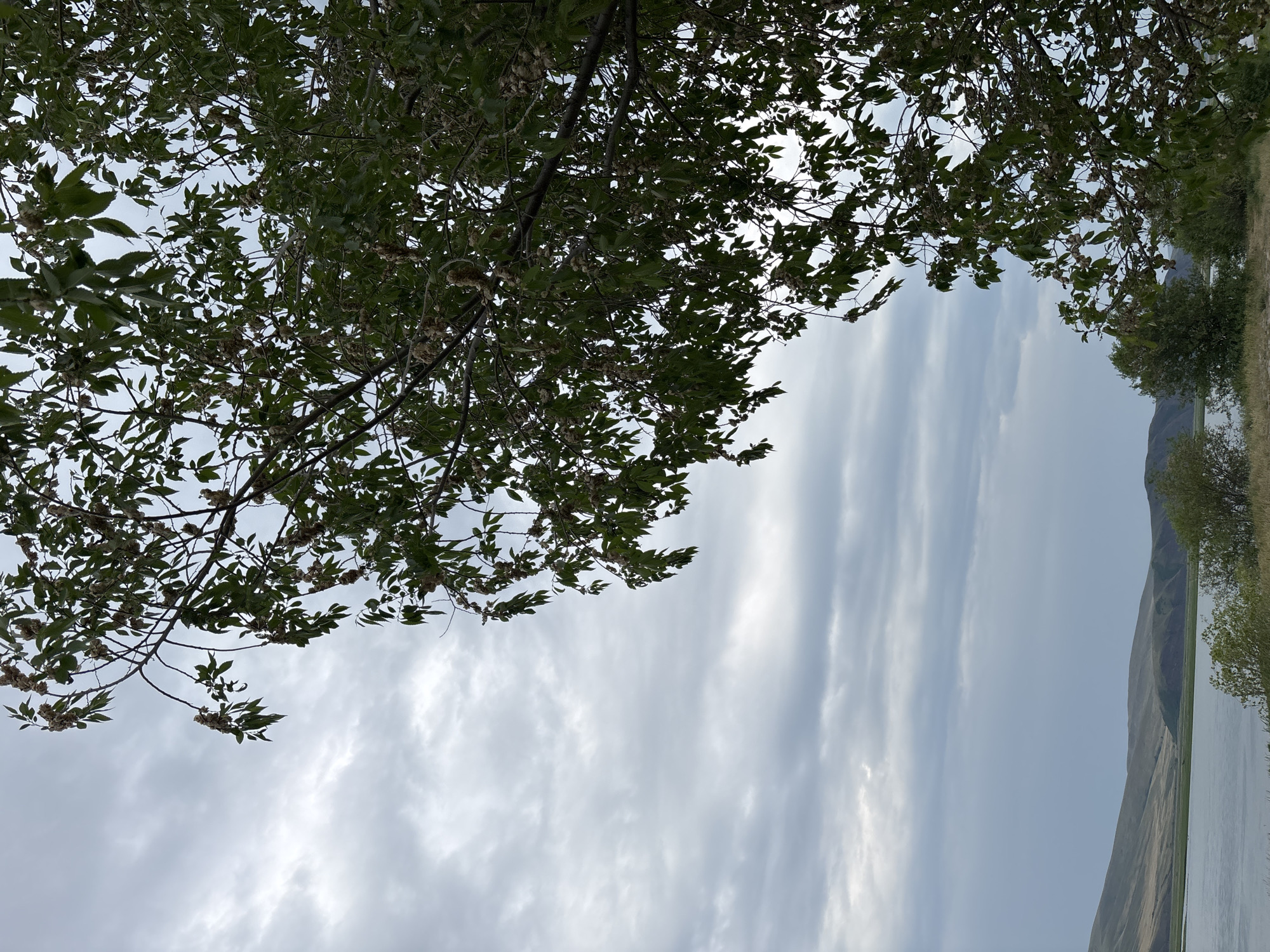 A tree with green leaves and seed pods overhangs a body of water, possibly a river or lake. Beyond the water are rolling hills under a cloudy sky. The scene is likely a natural landscape. The location is given as the city of Ust-Abakan, Russia.