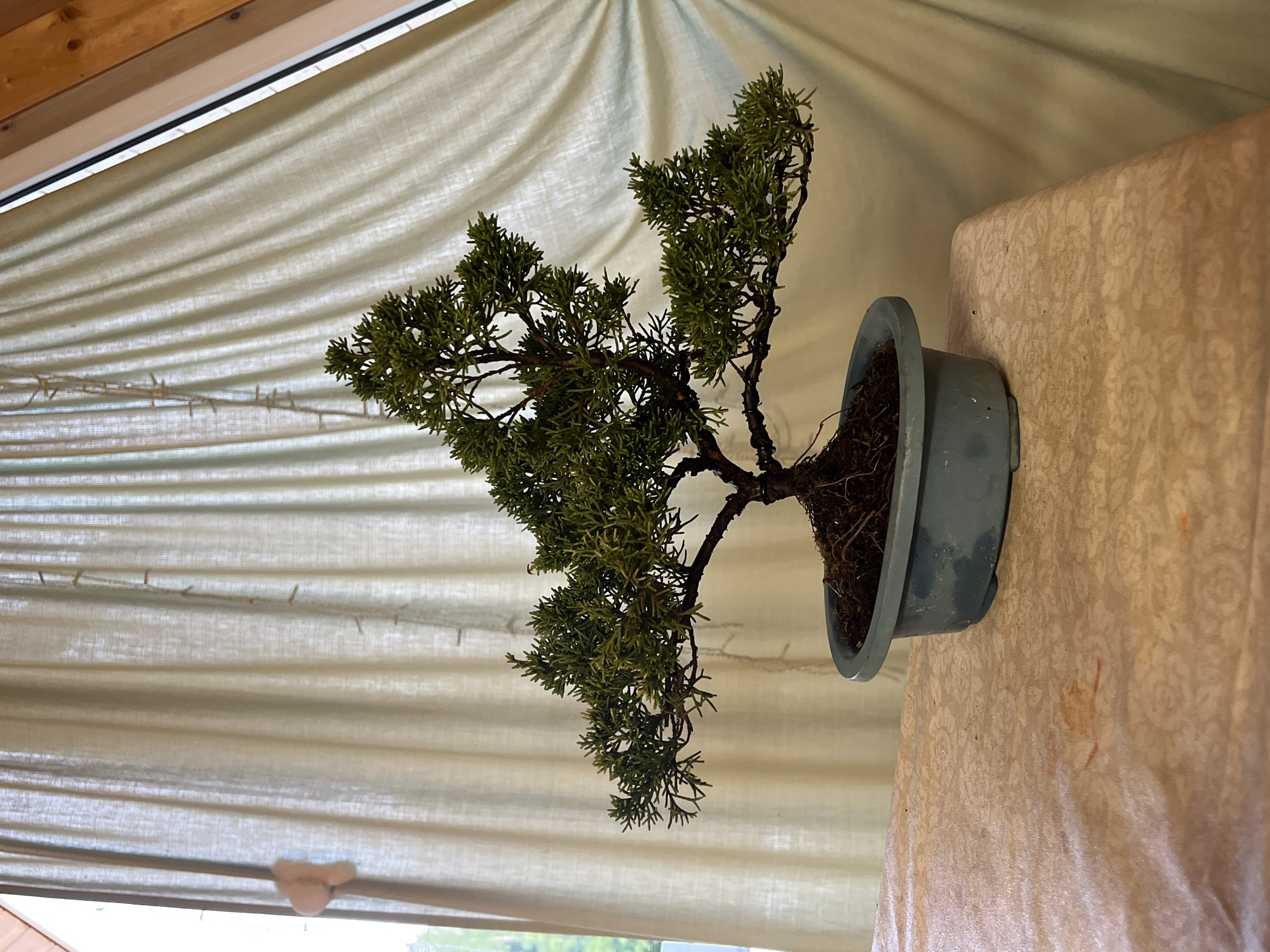 A small, green bonsai tree is positioned on a light-colored, patterned tablecloth. The tree is in a blue oval pot filled with dark soil and visible roots. The tree has a thick, dark trunk that branches out into numerous smaller limbs with dense, green foliage. Behind the bonsai, a light-colored, textured curtain hangs, creating a soft, draped background. To the right of the curtain, a section of wooden trim is visible, suggesting an interior space with sloped ceilings, possibly in a room with an attic or dormer window. The lighting is soft and diffused, casting gentle shadows. There are no people or animals visible in the image. The image does not contain any specific information or visual cues that would allow for its location to be determined within the city of Vasilyevo, Russia.