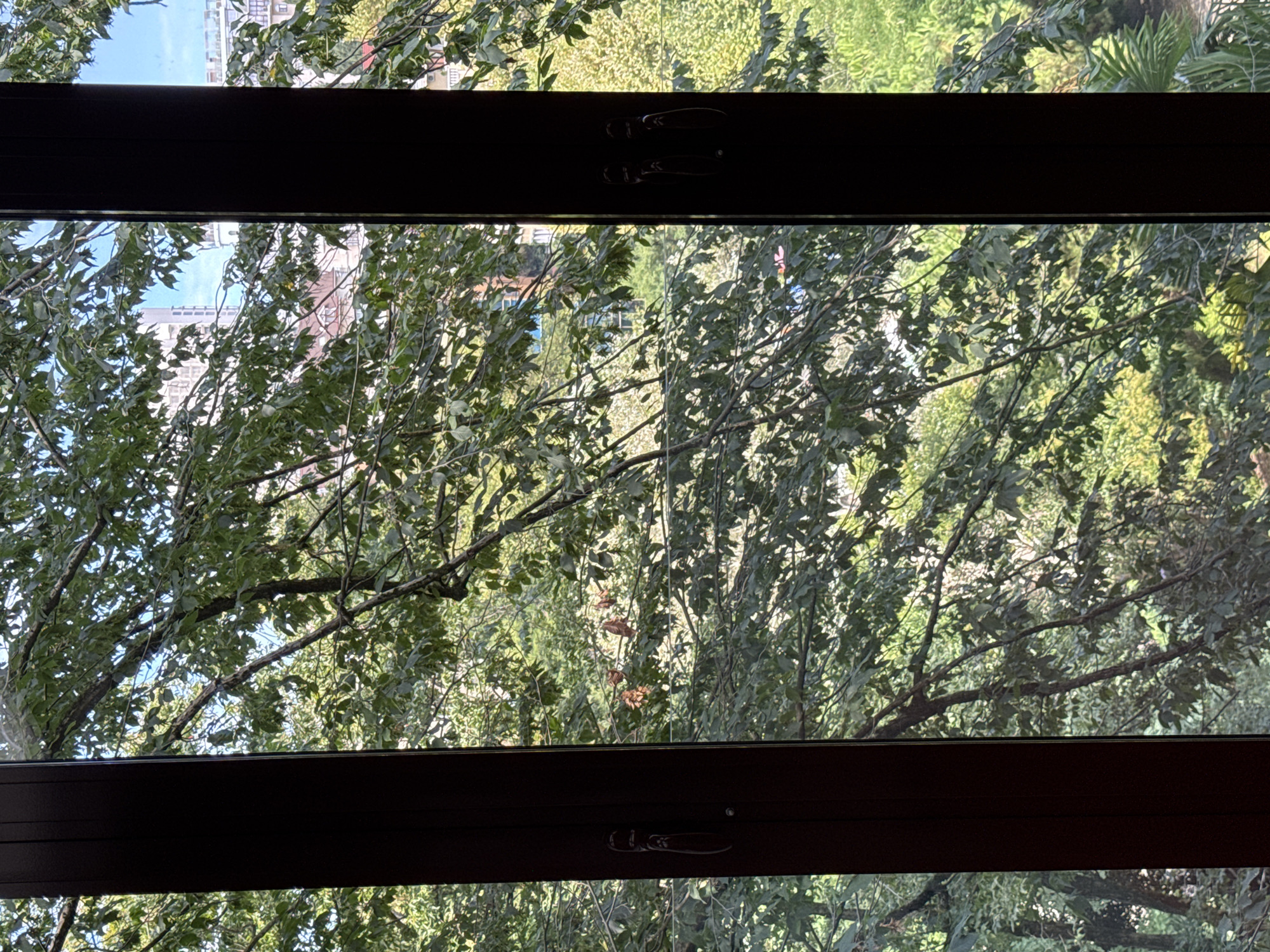 The image shows a view through a window with dark brown frames, looking out at a dense canopy of green trees. The trees are in full leaf, with sunlight filtering through the branches. In the background, beyond the trees, are several buildings, suggesting an urban environment. The buildings appear to be of varying heights and architectural styles, some modern, some older. One building on the left is tall and light-colored, while a building on the right has a more ornate, possibly historical, design. The sky is visible in patches between the branches and buildings, appearing to be a clear blue. The overall impression is one of a leafy, urban landscape, possibly during the daytime in warmer weather, given the lushness of the foliage. The scene does not depict any individuals or specific actions. This view is consistent with a location in the city of Sochi, Russia, where such a mix of dense greenery and urban development is common, especially in areas not directly on the coast or at higher elevations.