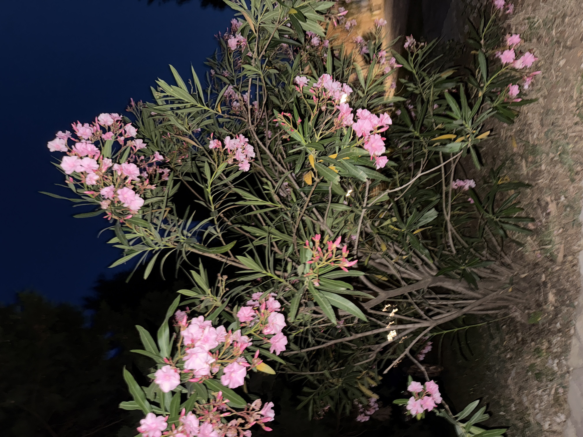 The image depicts a close-up view of a flowering oleander bush with delicate pink blossoms, set against a dark, twilight sky. The bush is dense, with numerous green, lance-shaped leaves and clusters of flowers in various stages of bloom and bud. The lighting suggests it is nighttime, with the dark blue sky indicating a clear evening. The ground beneath the bush is covered in dry leaves and sparse vegetation. The scene appears to be outdoors, potentially in a garden or along a pathway. There are no people or animals visible in the image. The background is blurred, with the dark silhouettes of trees on the left and a faint, illuminated area on the right, possibly indicating a structure or street light in the distance. The focus is primarily on the oleander bush, highlighting the texture and color of its flowers and foliage. The overall impression is one of natural beauty in a tranquil, nocturnal setting. The image does not contain any specific landmarks or elements that would definitively place it within Boreti, Montenegro.