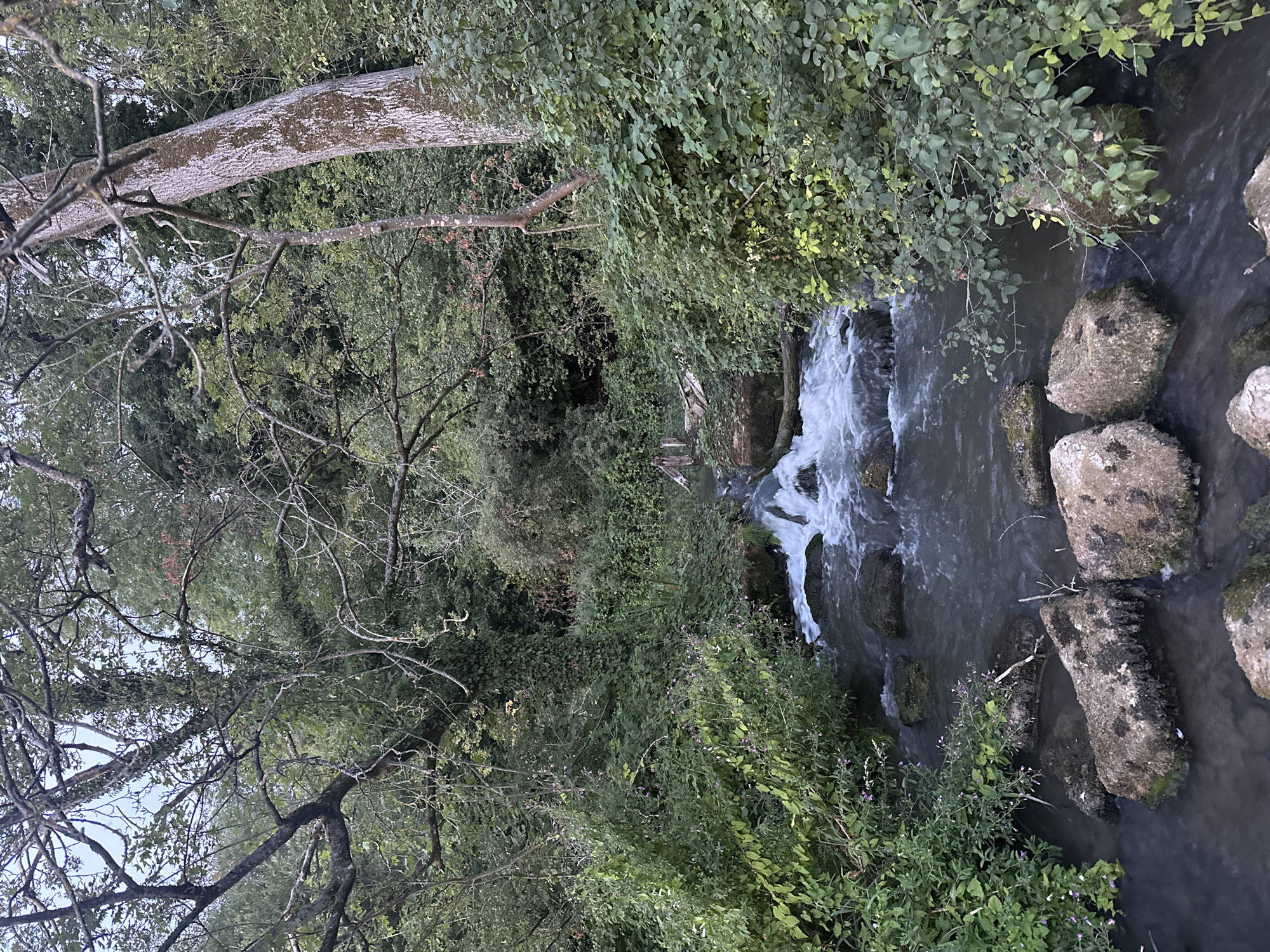 A fast-flowing stream cuts through a densely vegetated natural area. The water is dark and turbulent, with white rapids churning over dark rocks. Large, moss-covered boulders are scattered in the foreground and along the stream banks. Lush green foliage, including bushes with small purple flowers, crowds the banks and extends into the water. Overhanging trees with bare branches and ivy-covered trunks create a canopy above, filtering the light. The background is a dense wall of green trees and vegetation, with the sky visible only as a faint, pale blue through the branches. The scene appears wild and untouched, likely in a park or natural reserve.