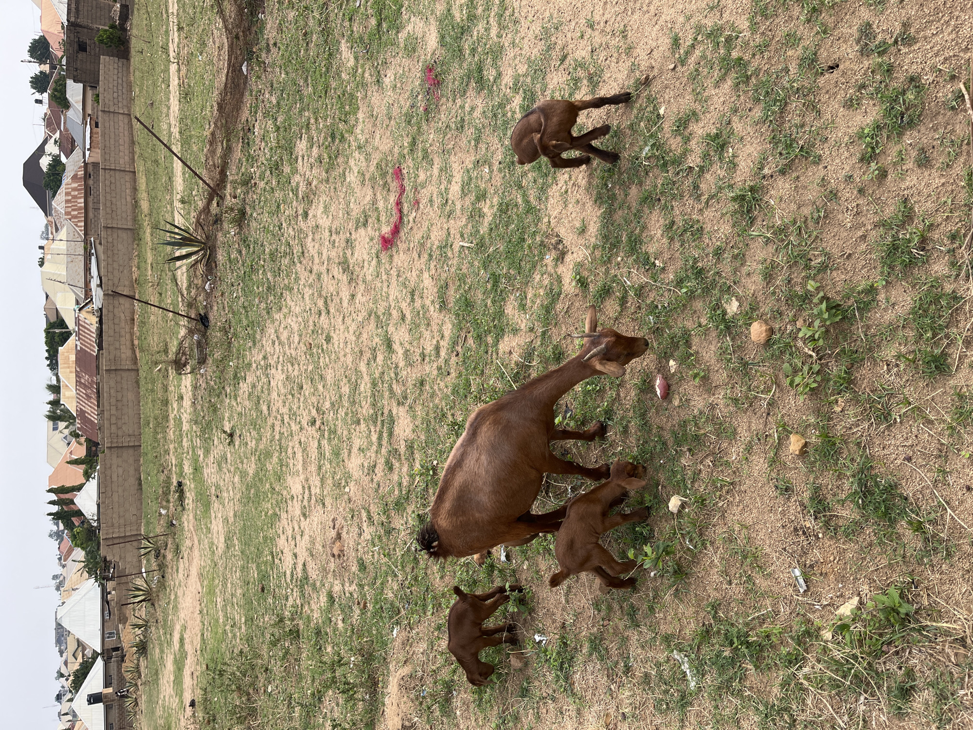 The image shows a goat and three kids in a grassy, sandy field. The goats are brown. Buildings are visible in the background, including a wall and several houses with roofs. The location is Jos, Nigeria.