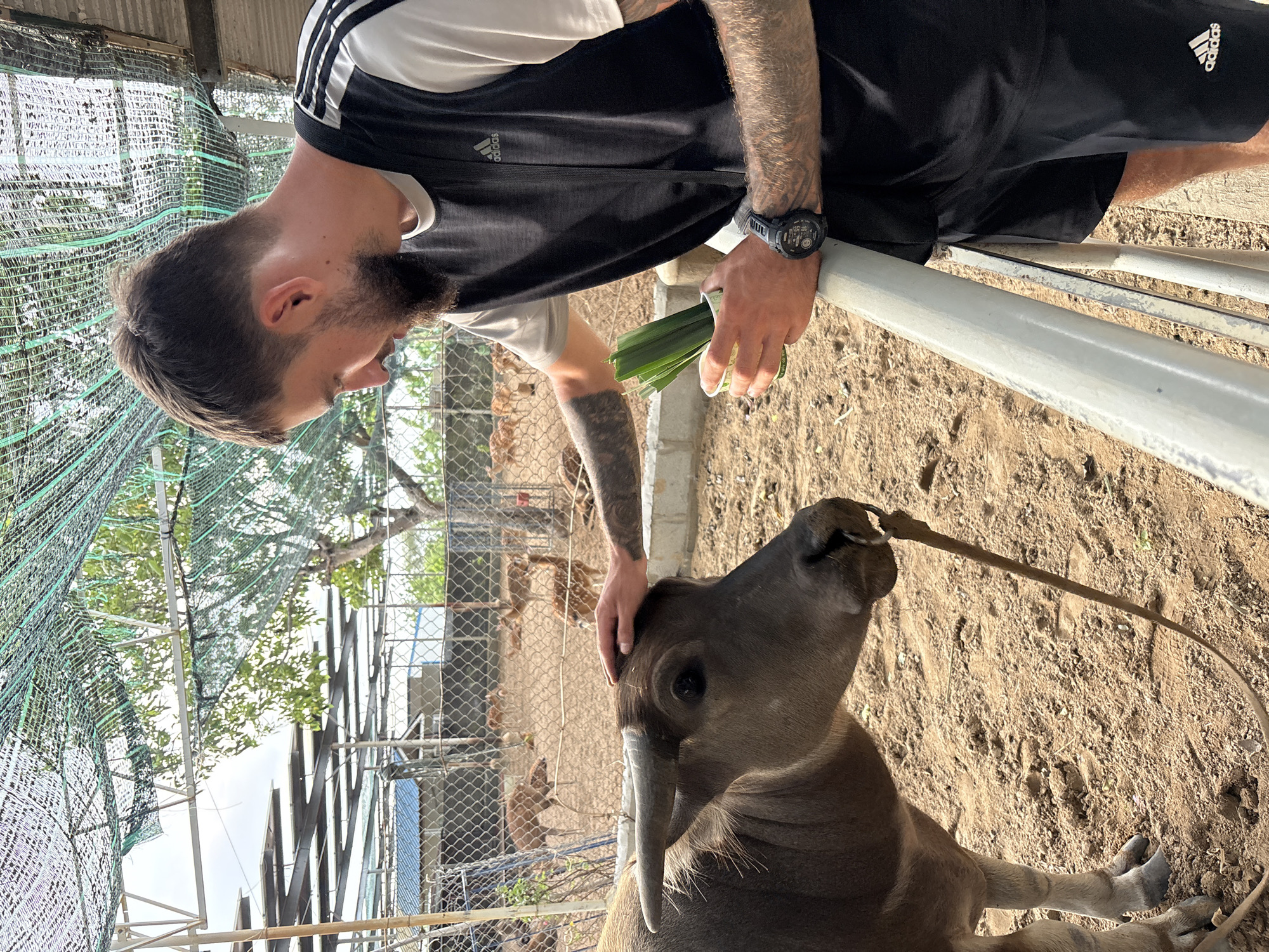 An outdoor scene captured during daylight hours shows a man interacting with a young water buffalo within an animal enclosure. The man, with a beard and short dark hair, wears a black Adidas vest over a white t-shirt, black shorts, and a black G-SHOCK digital watch on his left wrist. Visible tattoos adorn his arms.
He holds a bundle of green plant stalks in his right hand, extending it towards the water buffalo, seemingly offering food. His left hand is gently placed on the buffalo's head, suggesting he is petting it. The water buffalo, dark gray-brown, is lying on the dry, sandy ground, looking up at the man. It has small horns and a metal ring through its nose, with a thin rope attached.
In the background, other animals are faintly visible behind a chain-link fence. The enclosure features light-colored metal railings in the foreground and green mesh netting above. Trees and foliage are seen beyond the structures under a bright, sunny sky. The dry, earthy ground suggests a warm climate. This interaction takes place in what appears to be an animal sanctuary or farm in Phước Hải, Vietnam, where visitors can engage with the animals.