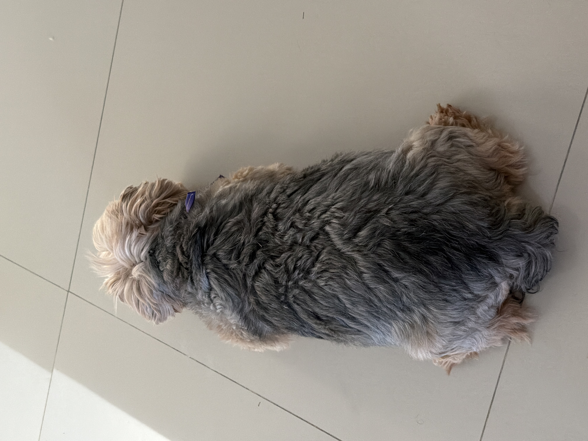 A medium-sized dog with gray and beige fur is lying on a light-colored tiled floor. The dog appears to be facing left, with its head on the left side of the image. The location is likely indoors. It is not possible to identify the location as Santa Clara Ocoyucan, Mexico from the given image.