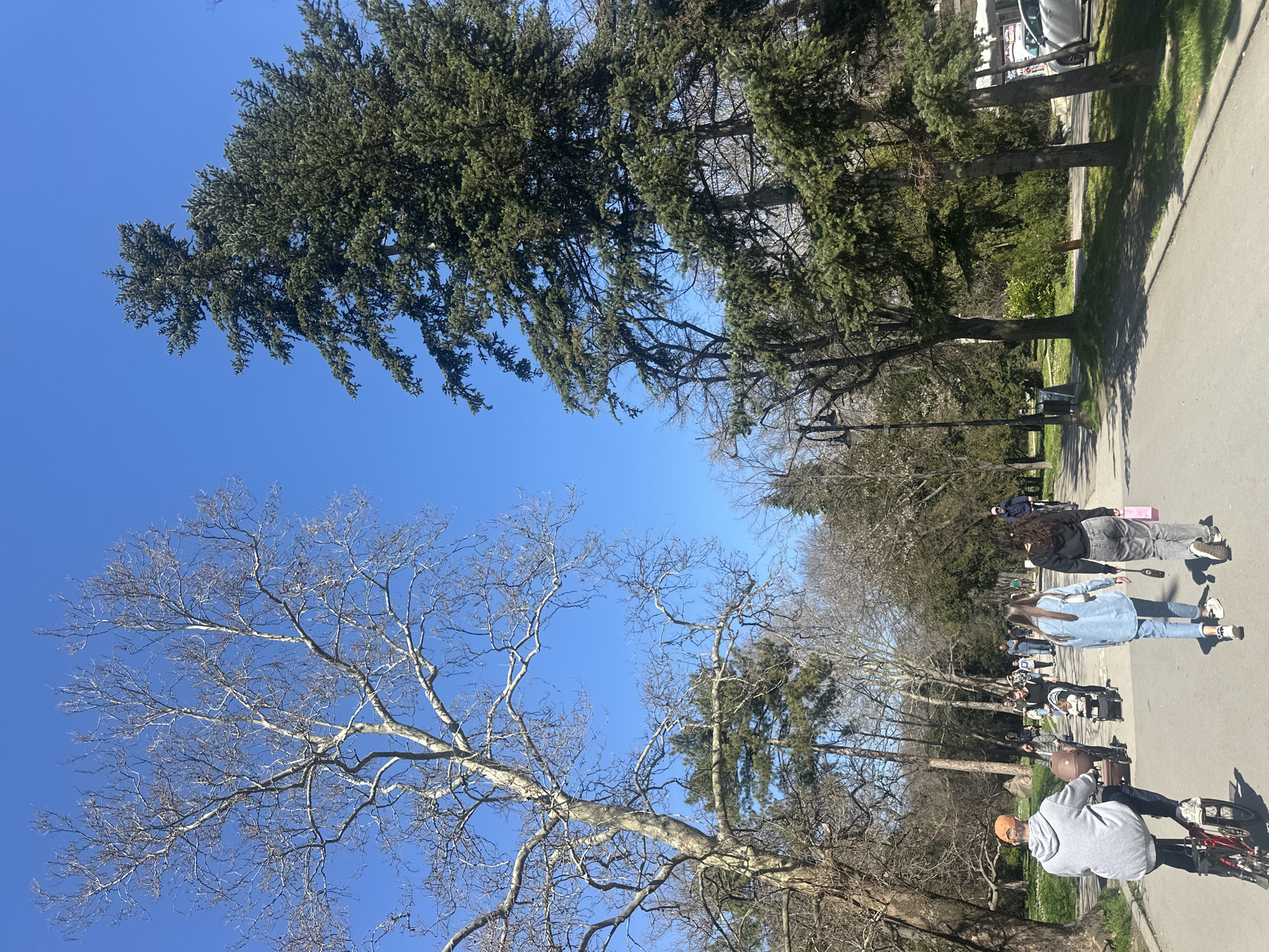 The image shows a pedestrian walkway in Varna, Bulgaria. On the right is a line of evergreen trees. On the left, a deciduous tree without leaves stretches its branches towards the blue sky. A paved walkway stretches into the distance, populated by individuals. A man on a red bicycle is riding on the right side of the image. Several people are walking, with a stroller being pushed between them. A few buildings are visible in the background. The sky is clear and blue. The location is a public park or garden.