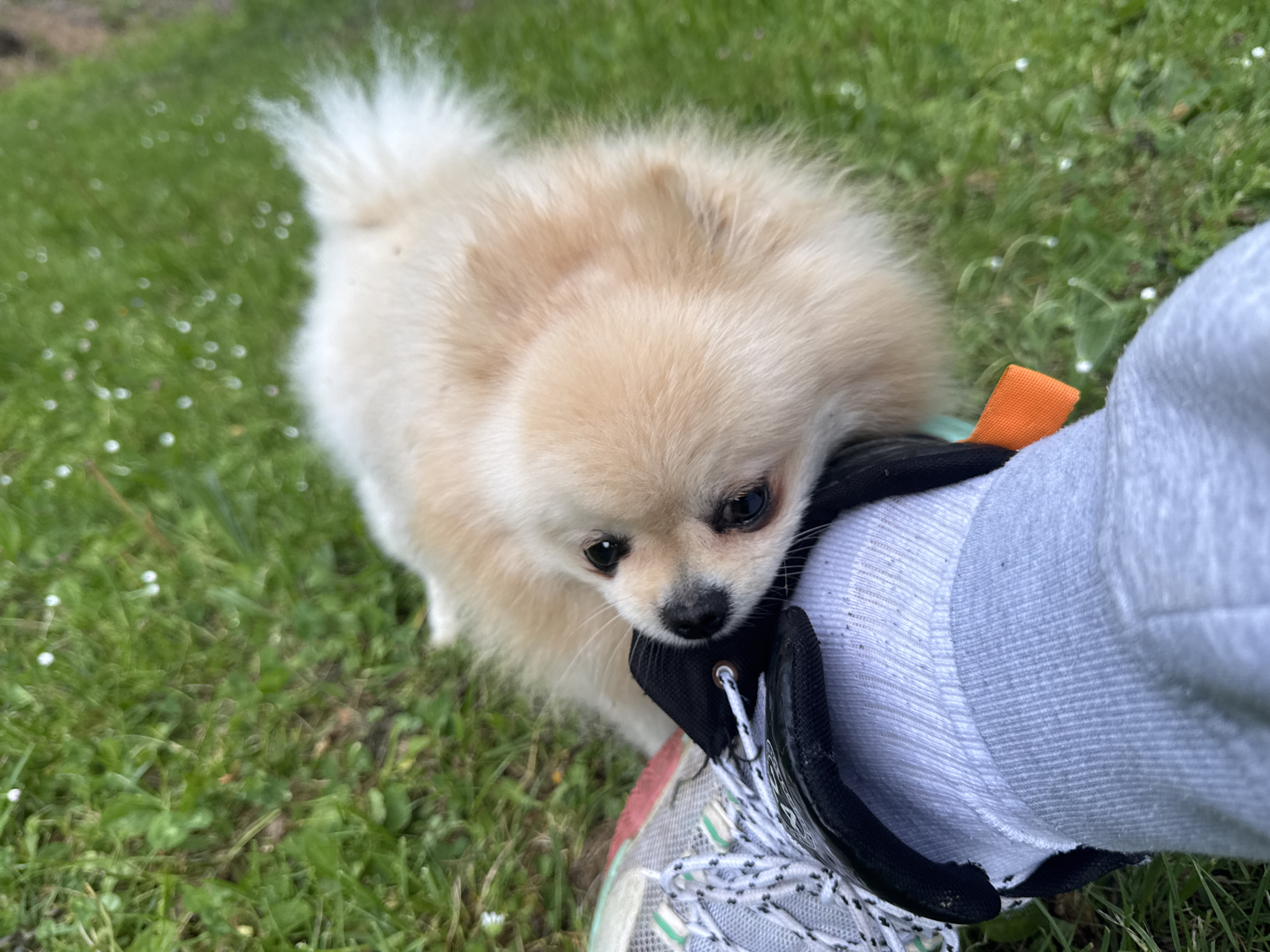 A cream-colored Pomeranian dog is standing on a grassy surface, with some white wildflowers scattered throughout the green. The dog's head is close to a person's foot, which is wearing a white sock and a grey running shoe with black and white laces. A black and orange tab is visible on the shoe. The location is identified as Bietigheim-Bissingen, Germany.